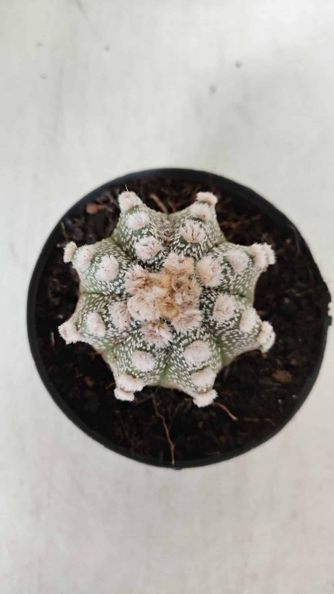 ASTROPHYTUM ASTERIAS Nº 887 – vaso 11