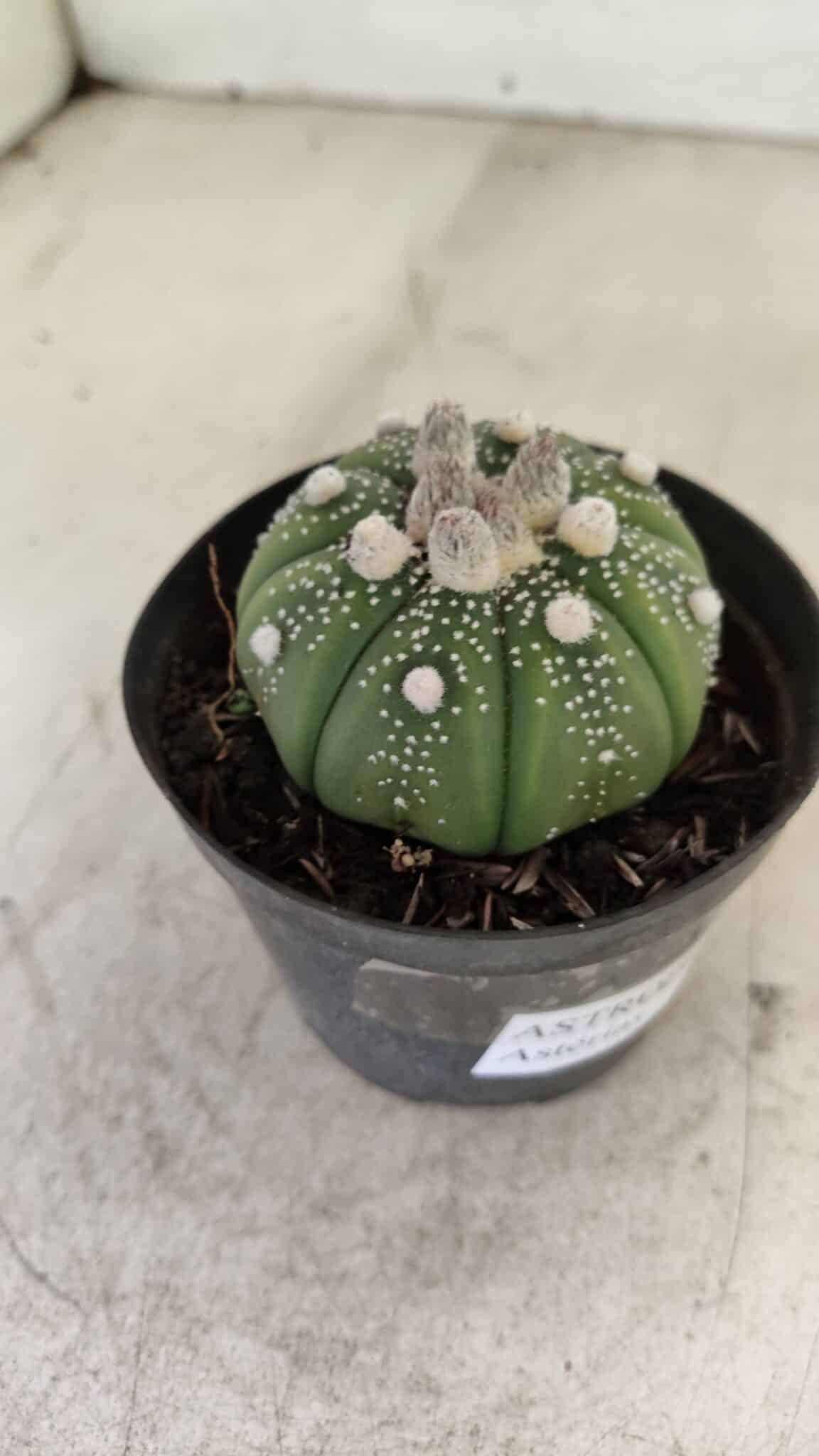 ASTROPHYTUM ASTERIAS Nº 887 – vaso 09 - foto 8