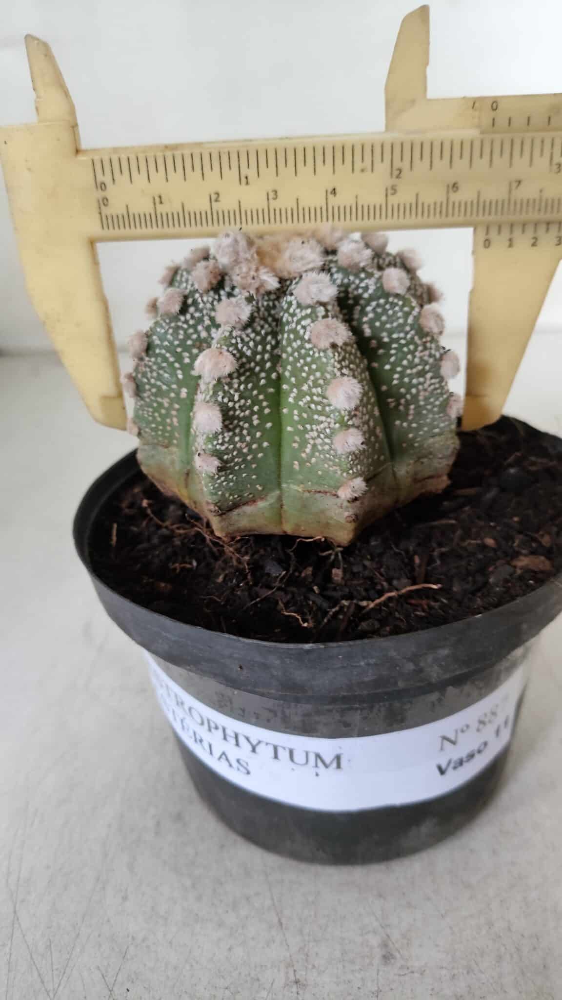 ASTROPHYTUM ASTERIAS Nº 887 – vaso 11
