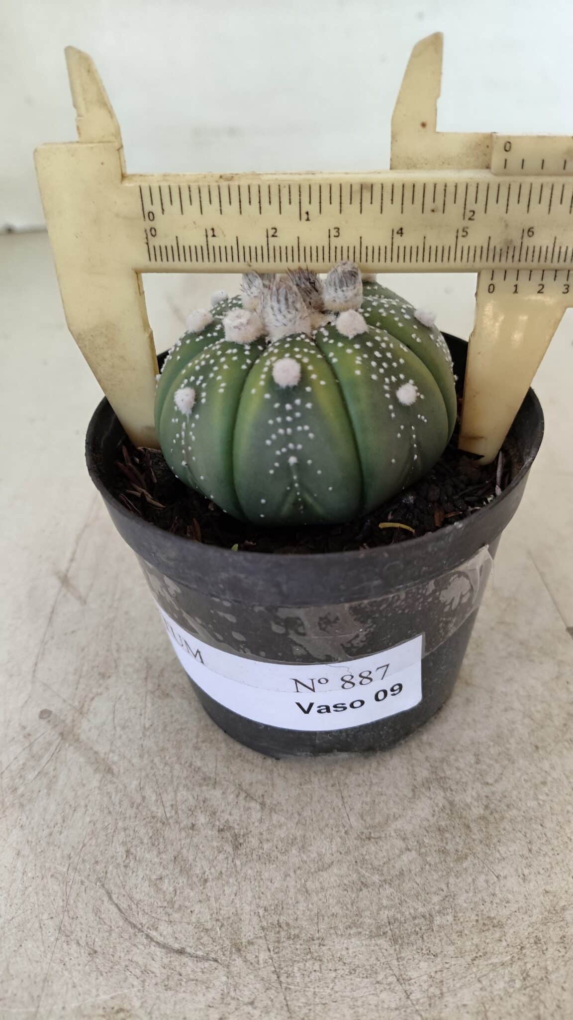 ASTROPHYTUM ASTERIAS Nº 887 – vaso 09 - foto 4