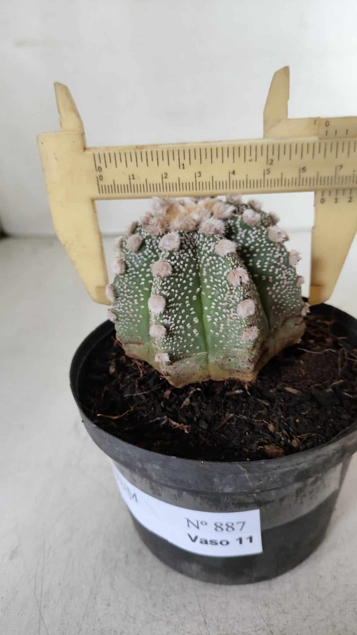 ASTROPHYTUM ASTERIAS Nº 887 – vaso 11