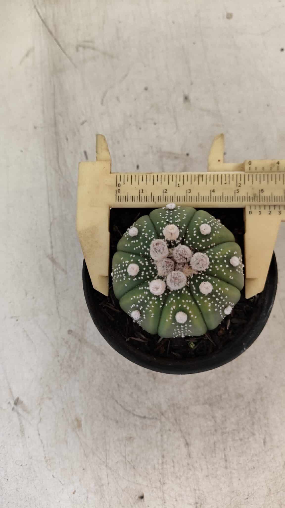 ASTROPHYTUM ASTERIAS Nº 887 – vaso 09 - foto 5
