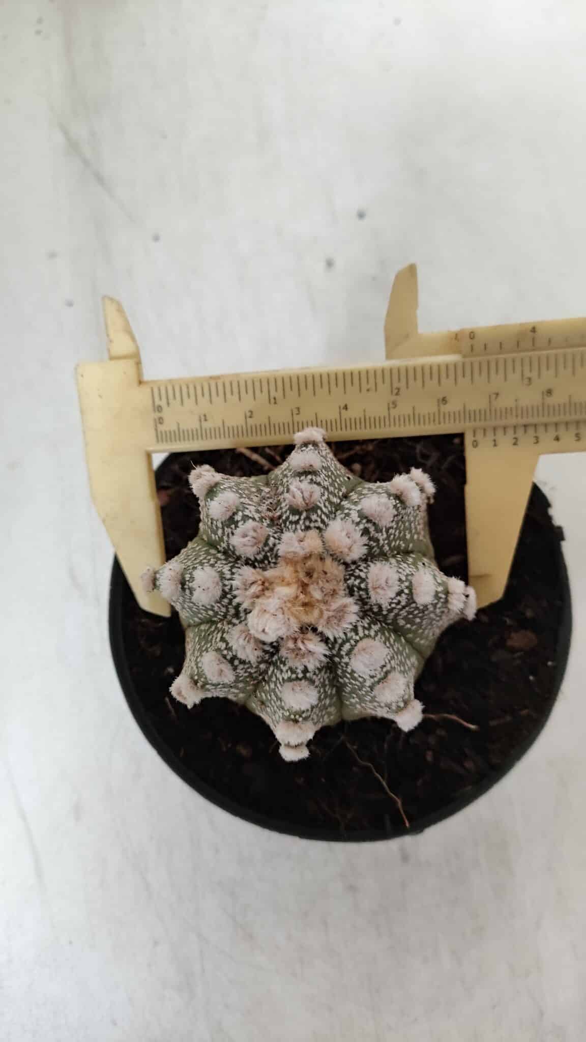 ASTROPHYTUM ASTERIAS Nº 887 – vaso 11