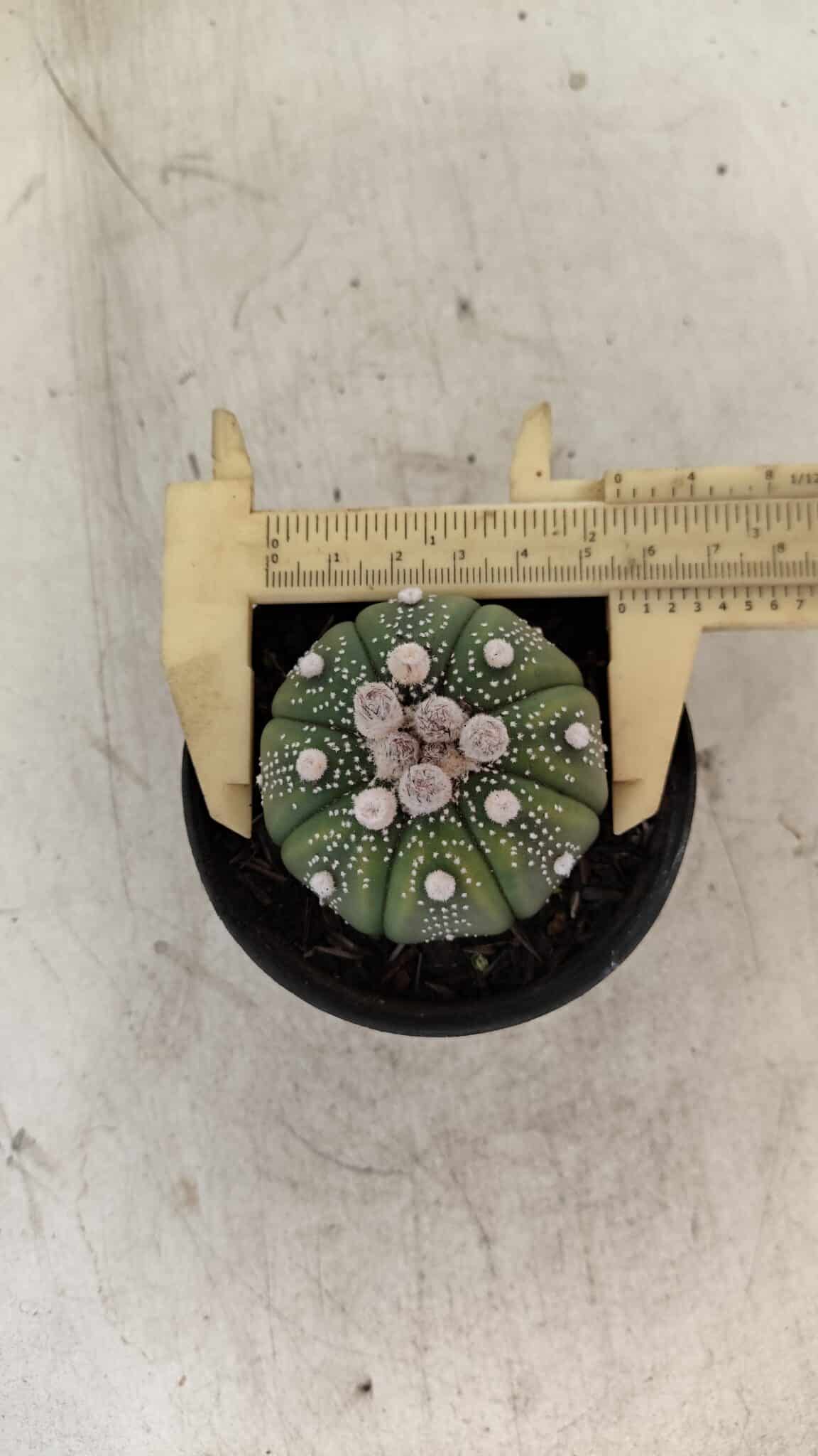 ASTROPHYTUM ASTERIAS Nº 887 – vaso 09 - foto 7