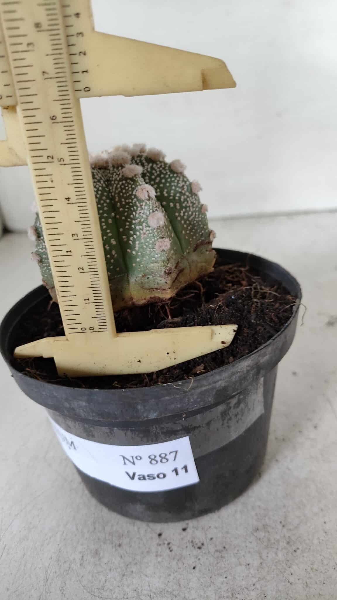 ASTROPHYTUM ASTERIAS Nº 887 – vaso 11