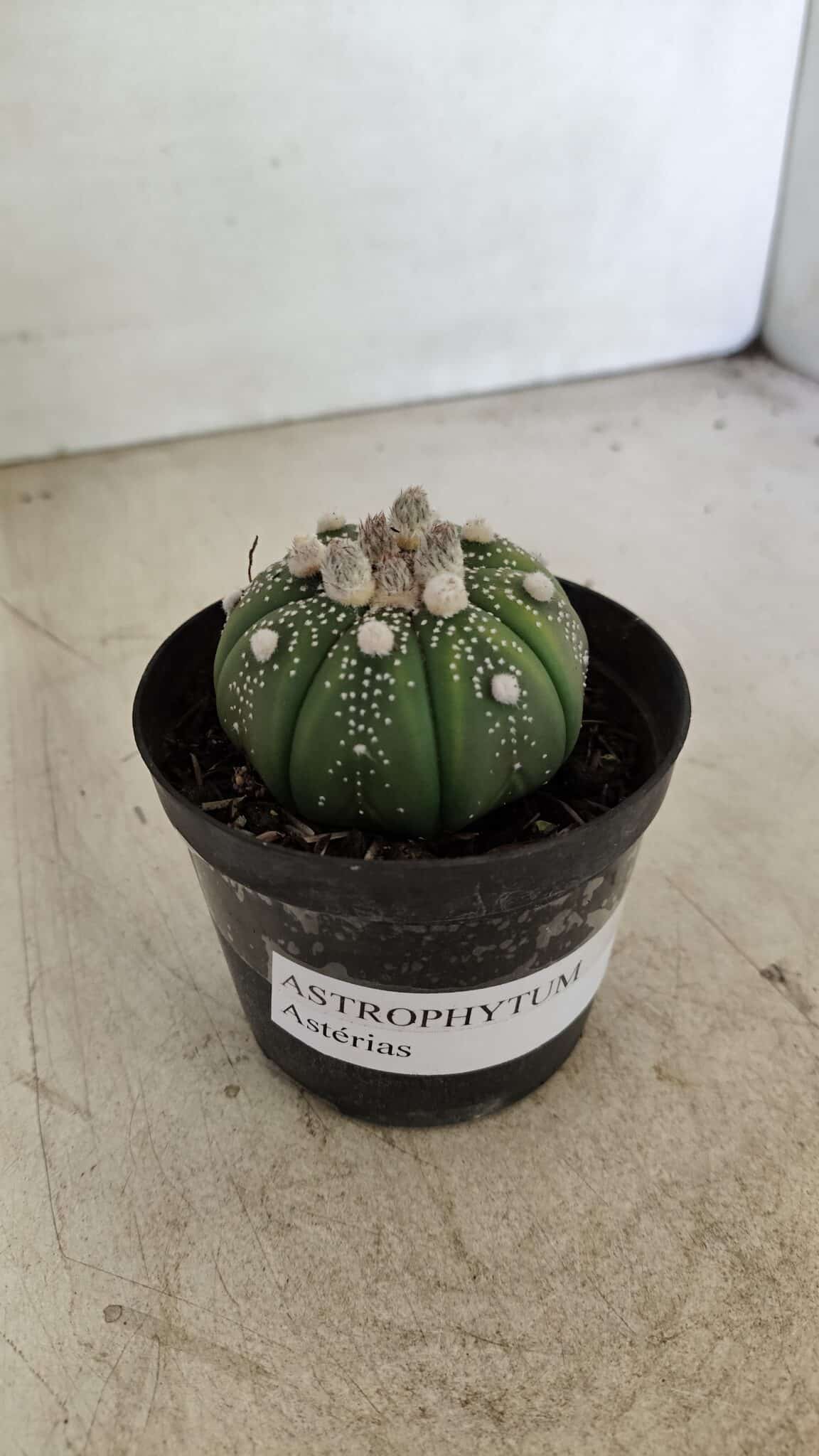 ASTROPHYTUM ASTERIAS Nº 887 – vaso 09 - foto 6