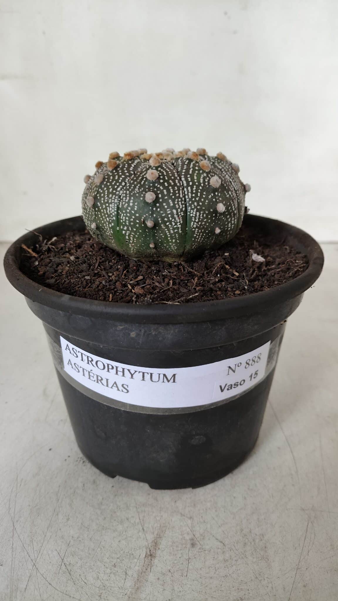 ASTROPHYTUM ASTERIAS Nº 888 – vaso 15 - foto 4