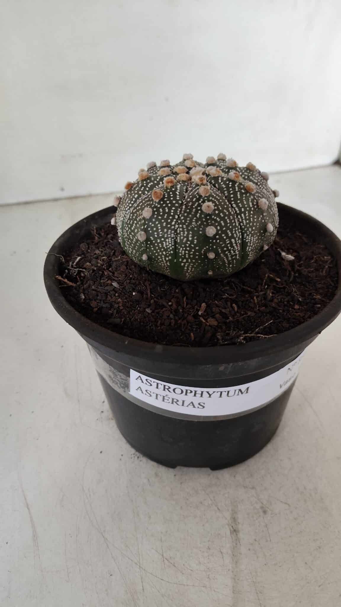 ASTROPHYTUM ASTERIAS Nº 888 – vaso 15 - foto 12