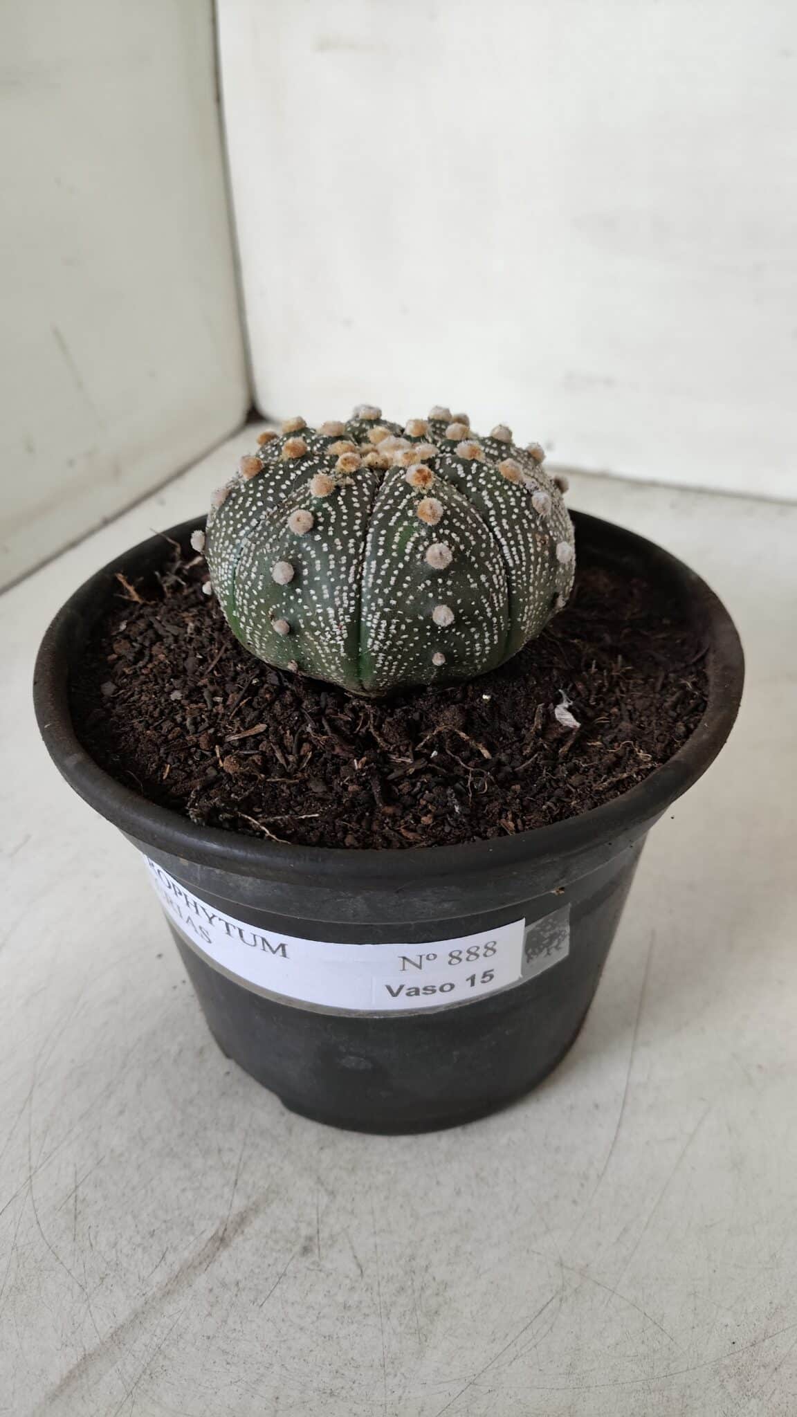 ASTROPHYTUM ASTERIAS Nº 888 – vaso 15 - foto 11