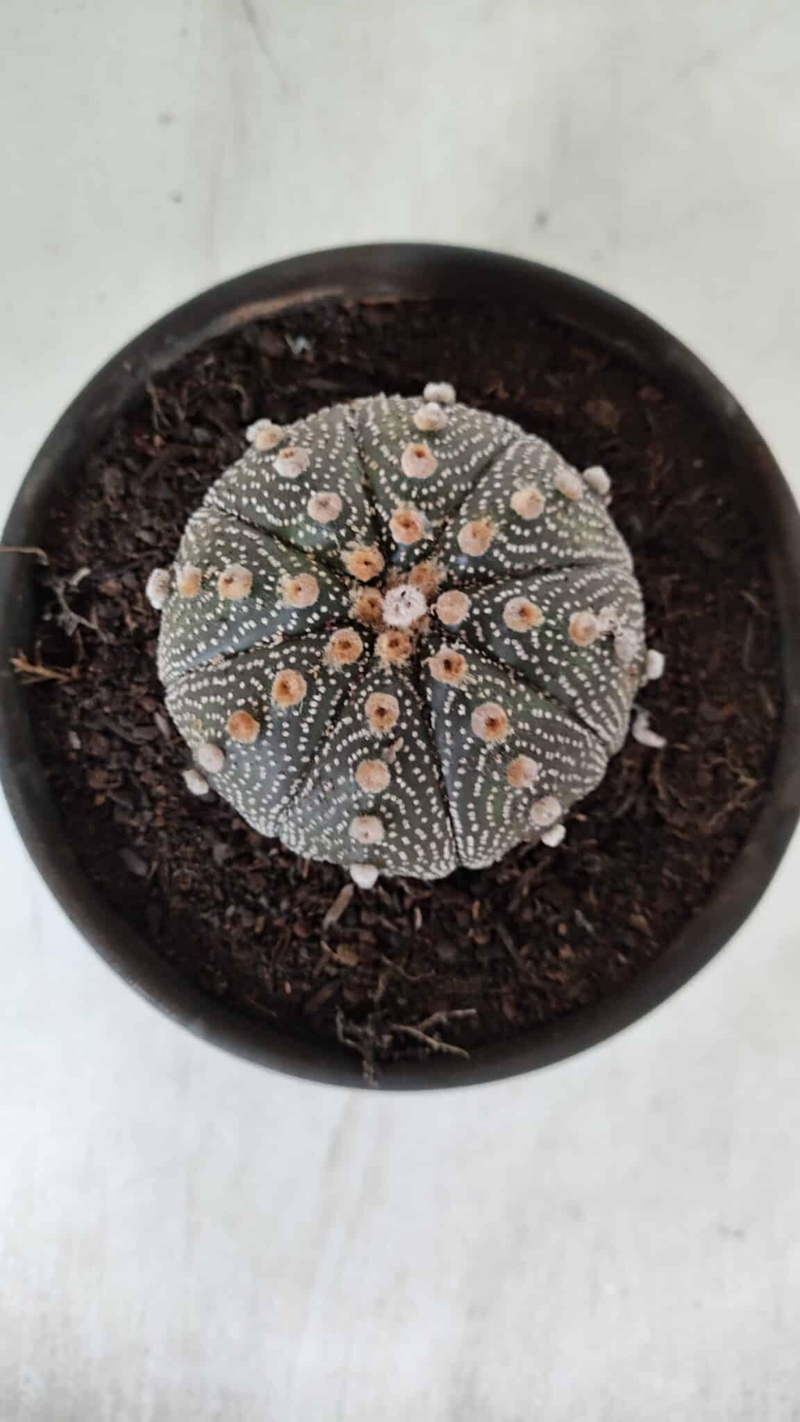 ASTROPHYTUM ASTERIAS Nº 888 – vaso 15 - foto 5