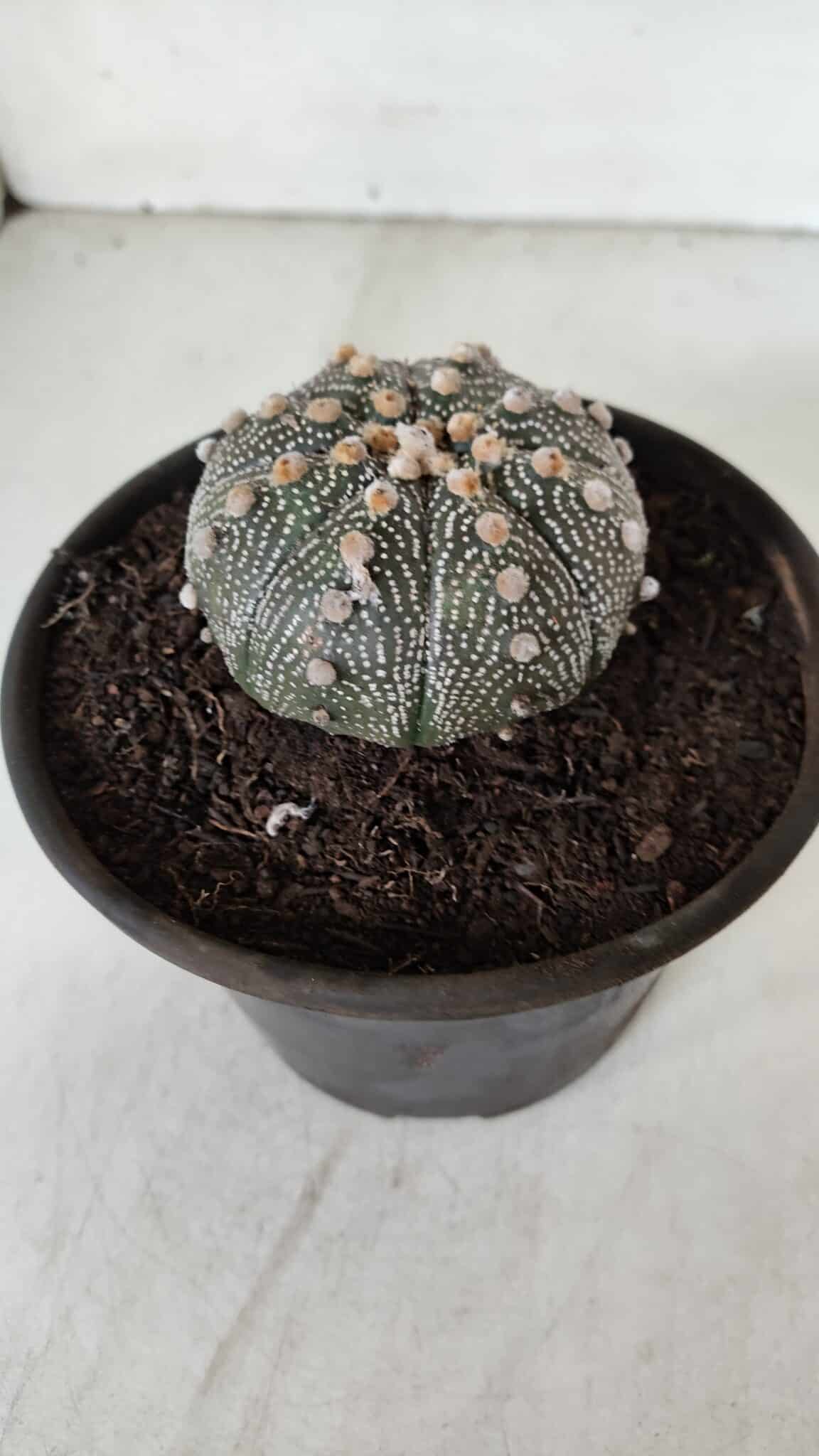 ASTROPHYTUM ASTERIAS Nº 888 – vaso 15 - foto 10