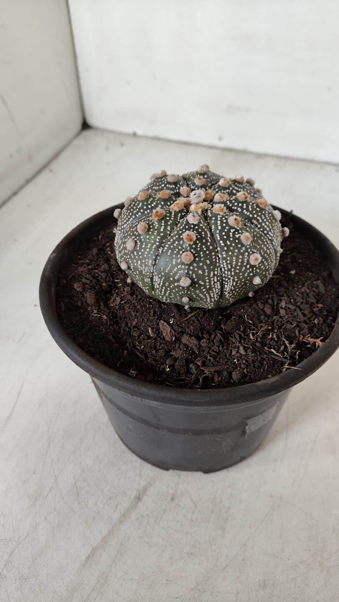 ASTROPHYTUM ASTERIAS Nº 888 – vaso 15 - foto 9