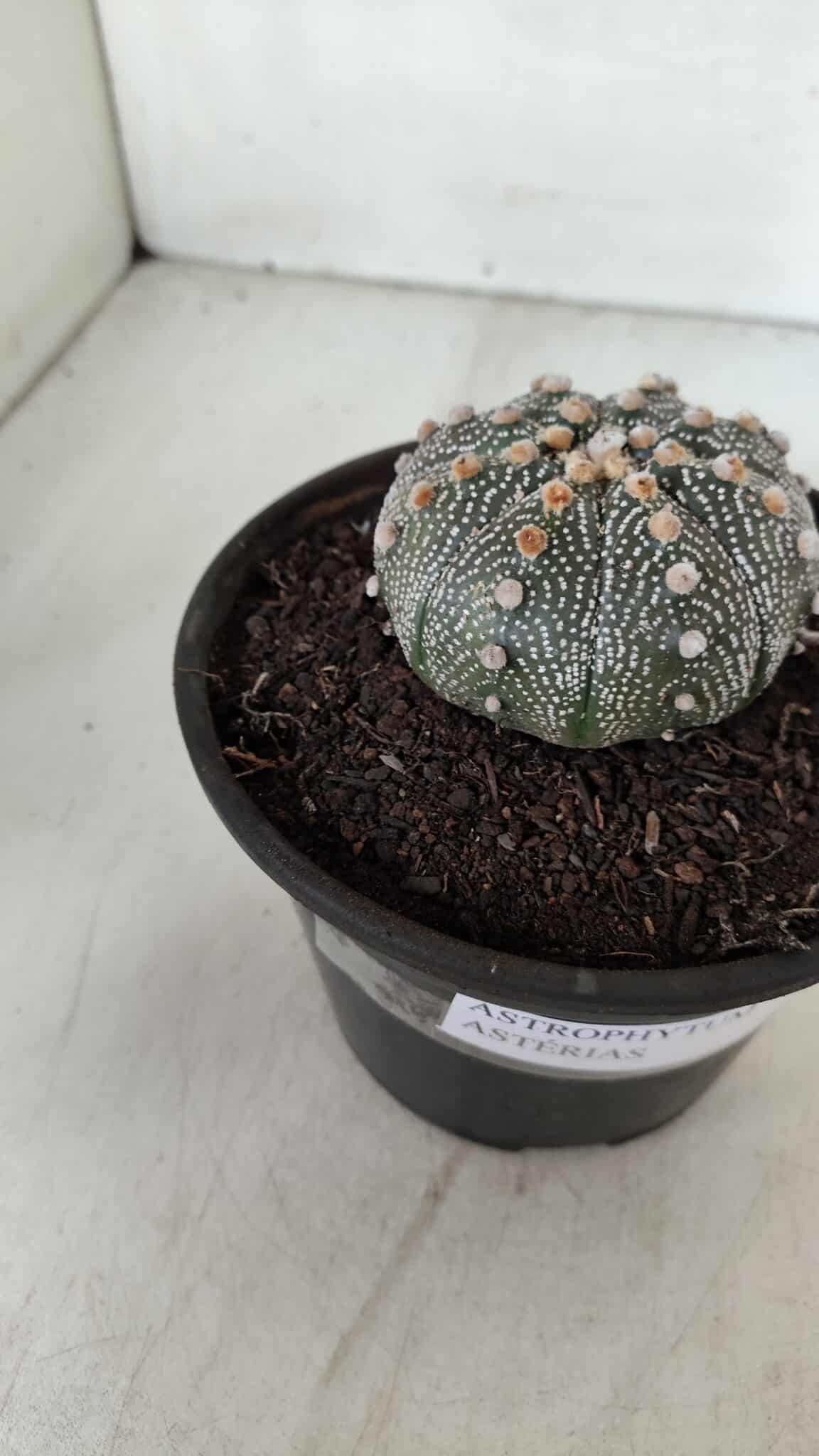 ASTROPHYTUM ASTERIAS Nº 888 – vaso 15 - foto 8