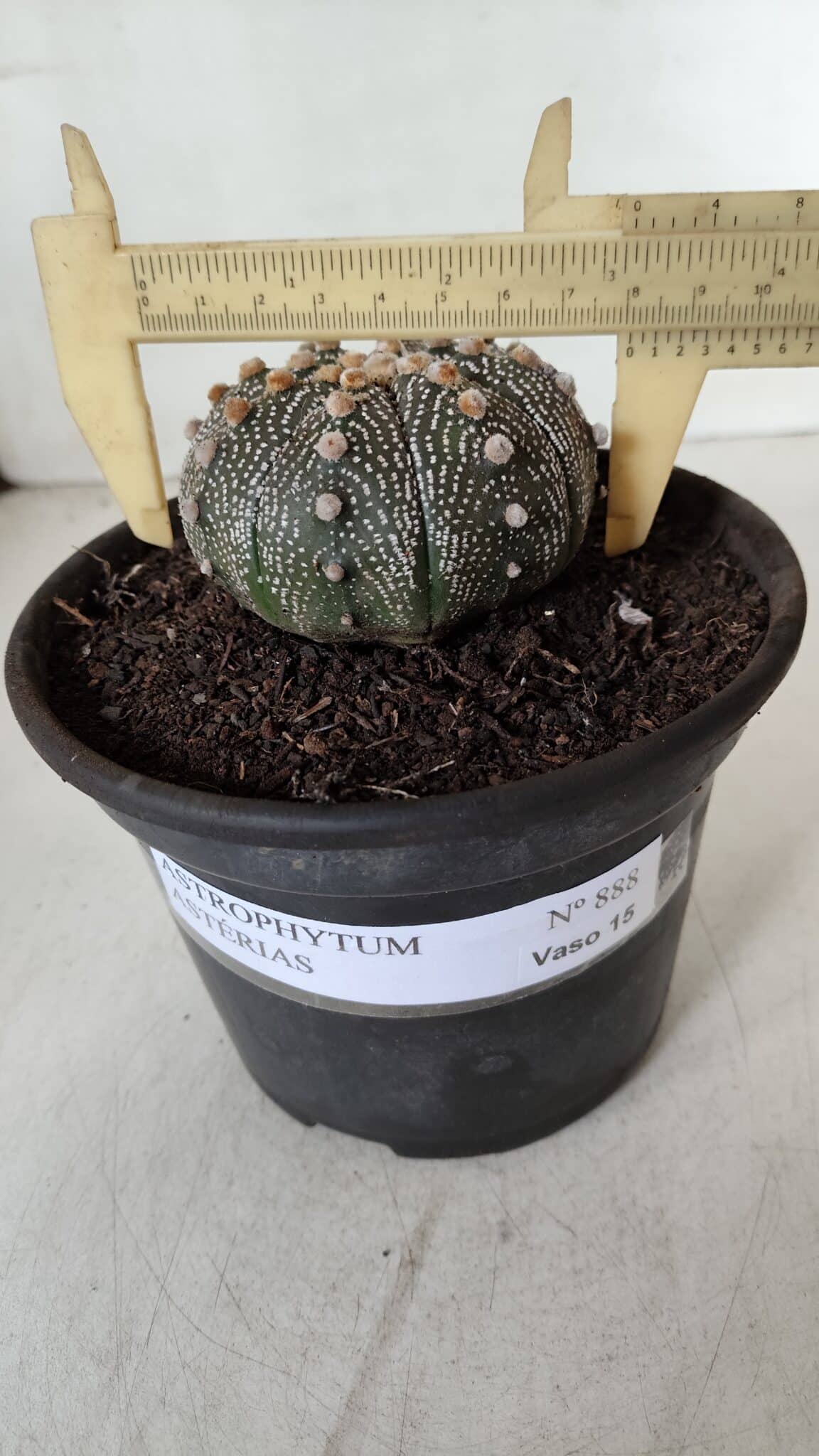 ASTROPHYTUM ASTERIAS Nº 888 – vaso 15 - foto 6