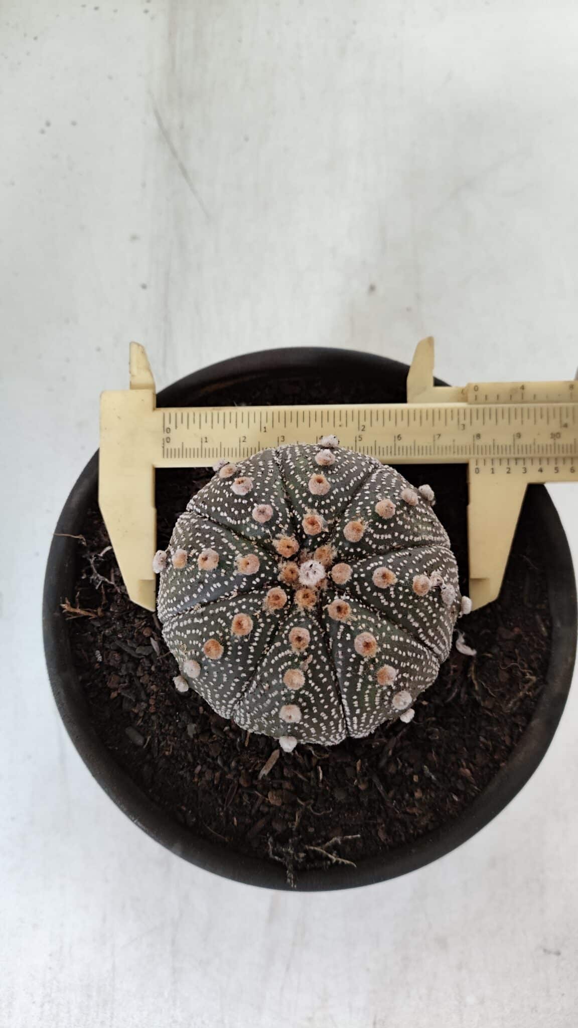 ASTROPHYTUM ASTERIAS Nº 888 – vaso 15 - foto 7