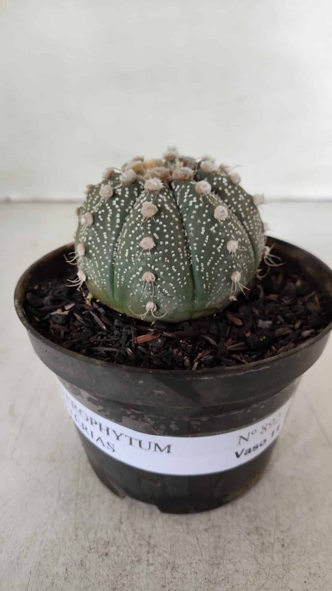 ASTROPHYTUM ASTERIAS Nº 892 – vaso 11