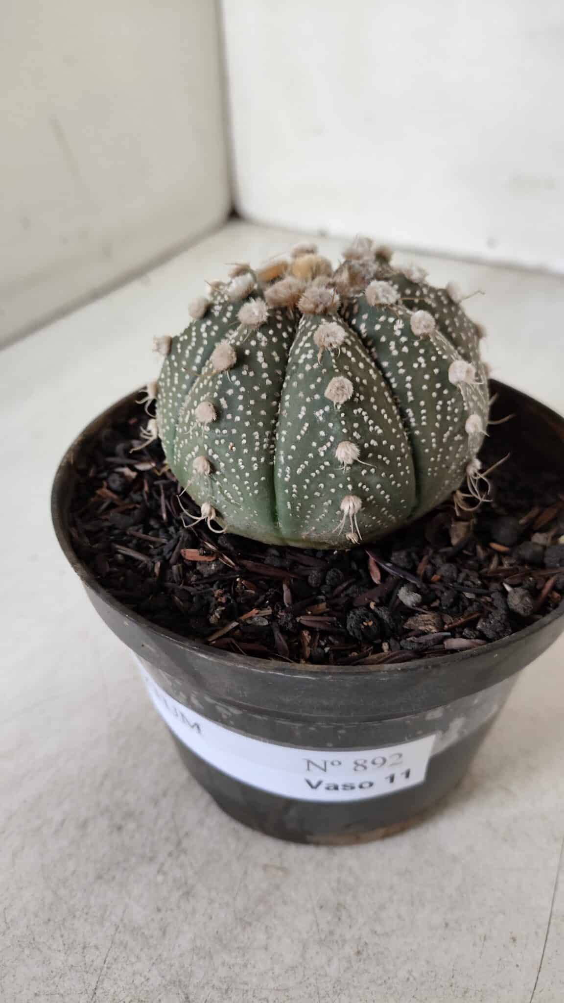 ASTROPHYTUM ASTERIAS Nº 892 – vaso 11