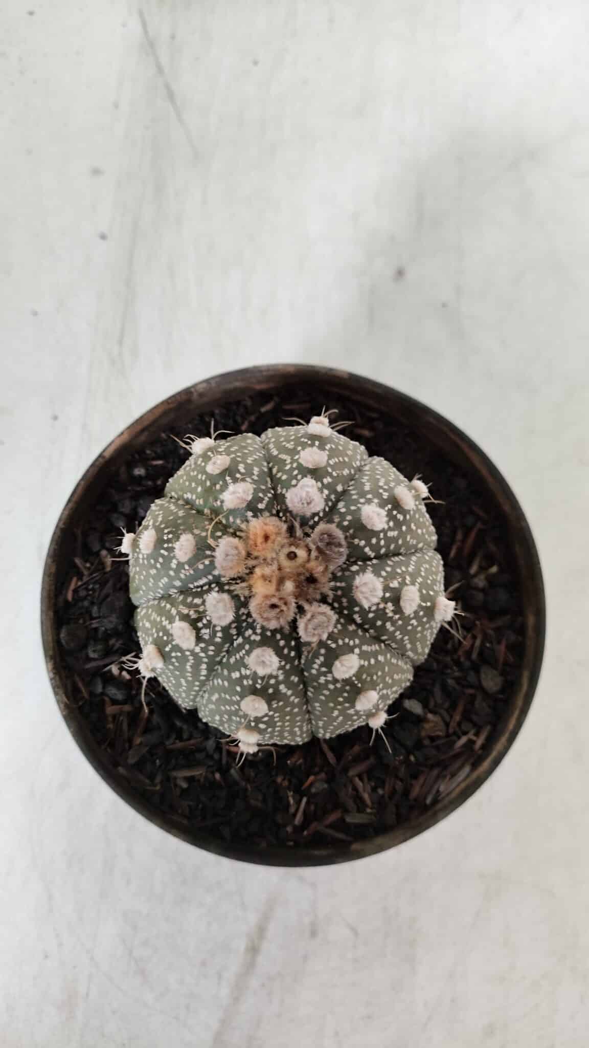 ASTROPHYTUM ASTERIAS Nº 892 – vaso 11