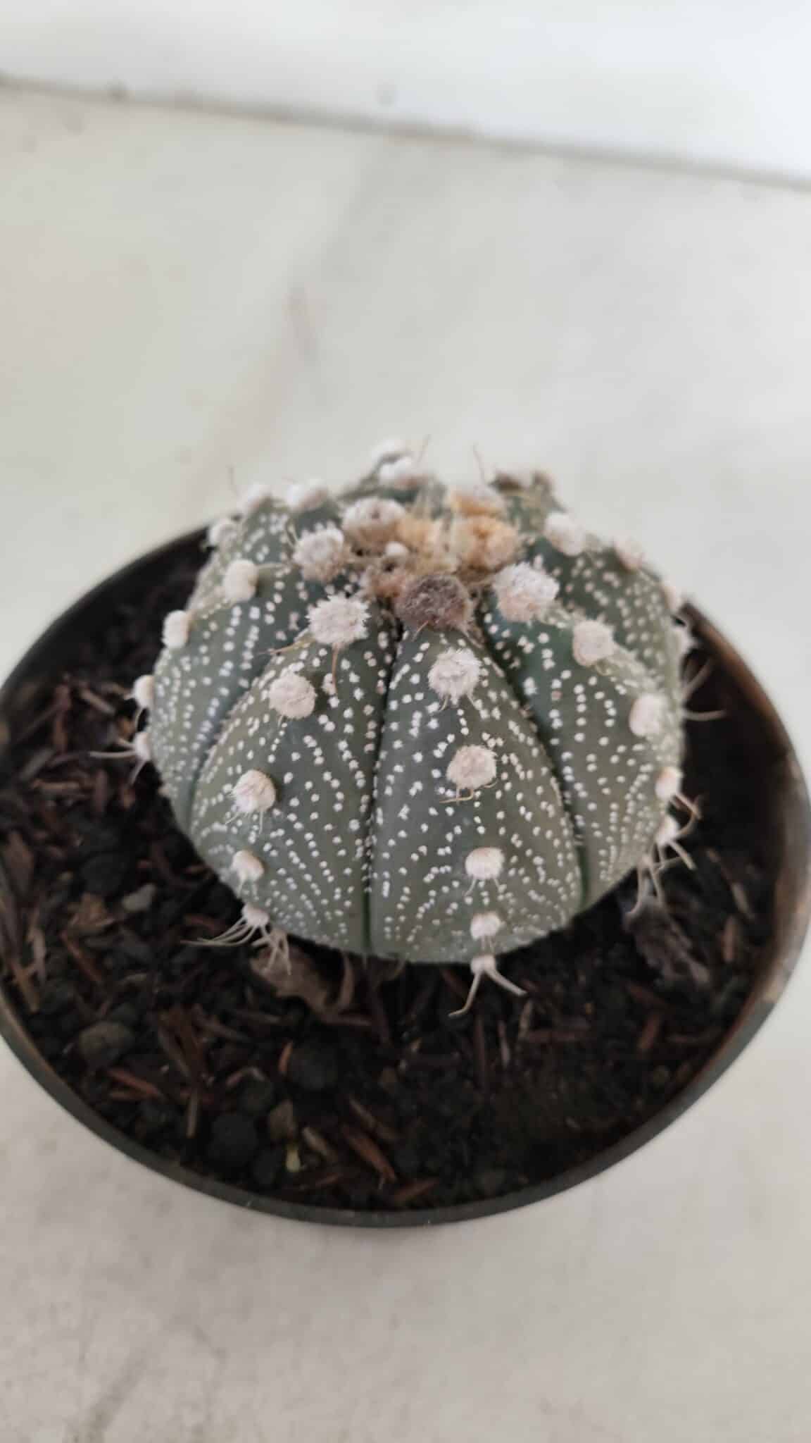 ASTROPHYTUM ASTERIAS Nº 892 – vaso 11
