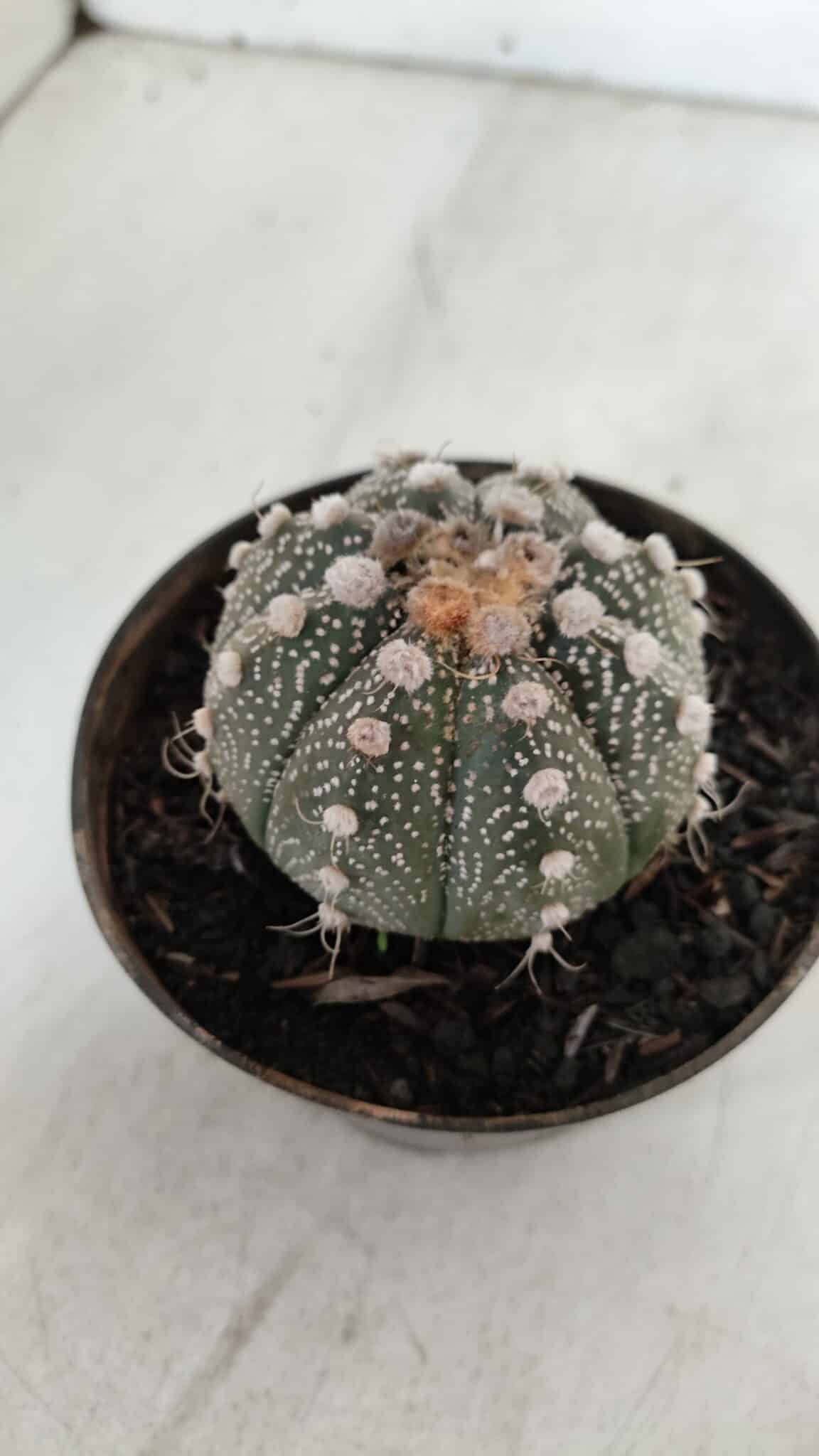 ASTROPHYTUM ASTERIAS Nº 892 – vaso 11