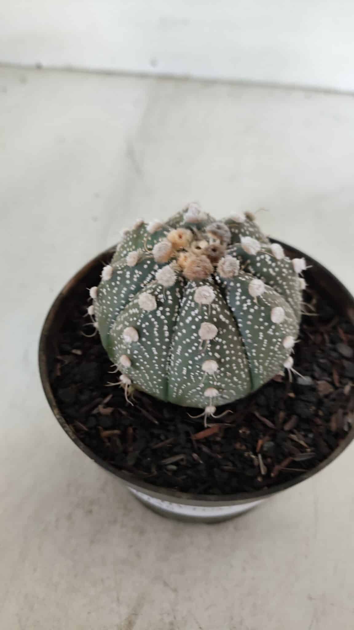 ASTROPHYTUM ASTERIAS Nº 892 – vaso 11