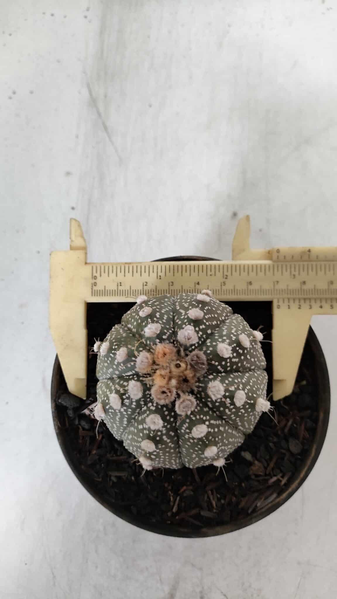 ASTROPHYTUM ASTERIAS Nº 892 – vaso 11
