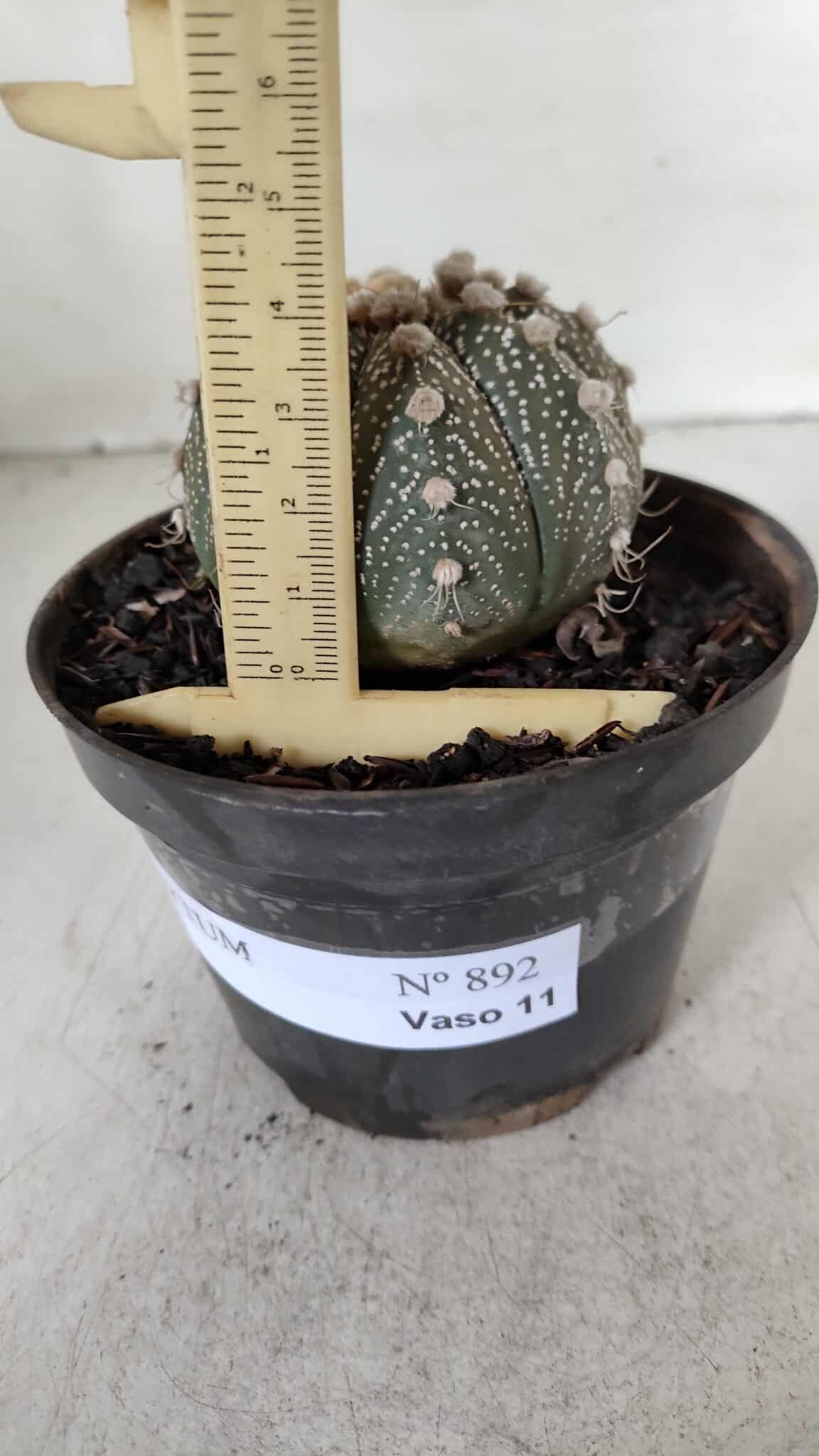 ASTROPHYTUM ASTERIAS Nº 892 – vaso 11