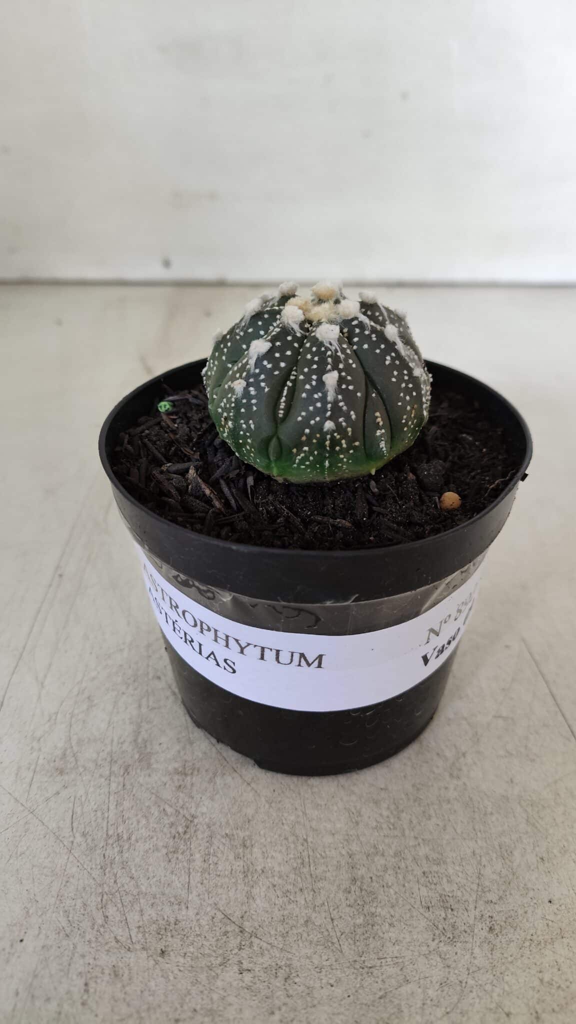ASTROPHYTUM ASTERIAS Nº 893 – vaso 09