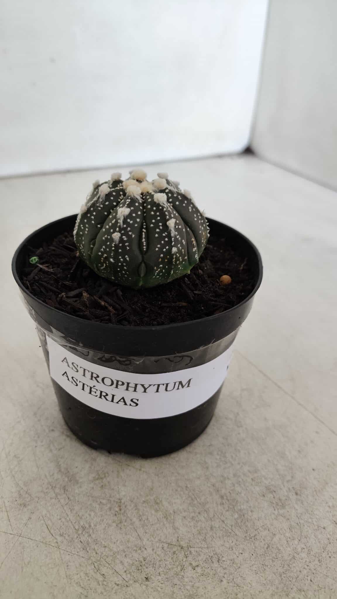 ASTROPHYTUM ASTERIAS Nº 893 – vaso 09
