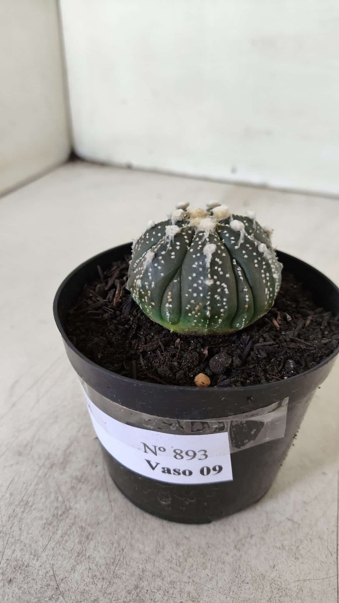 ASTROPHYTUM ASTERIAS Nº 893 – vaso 09