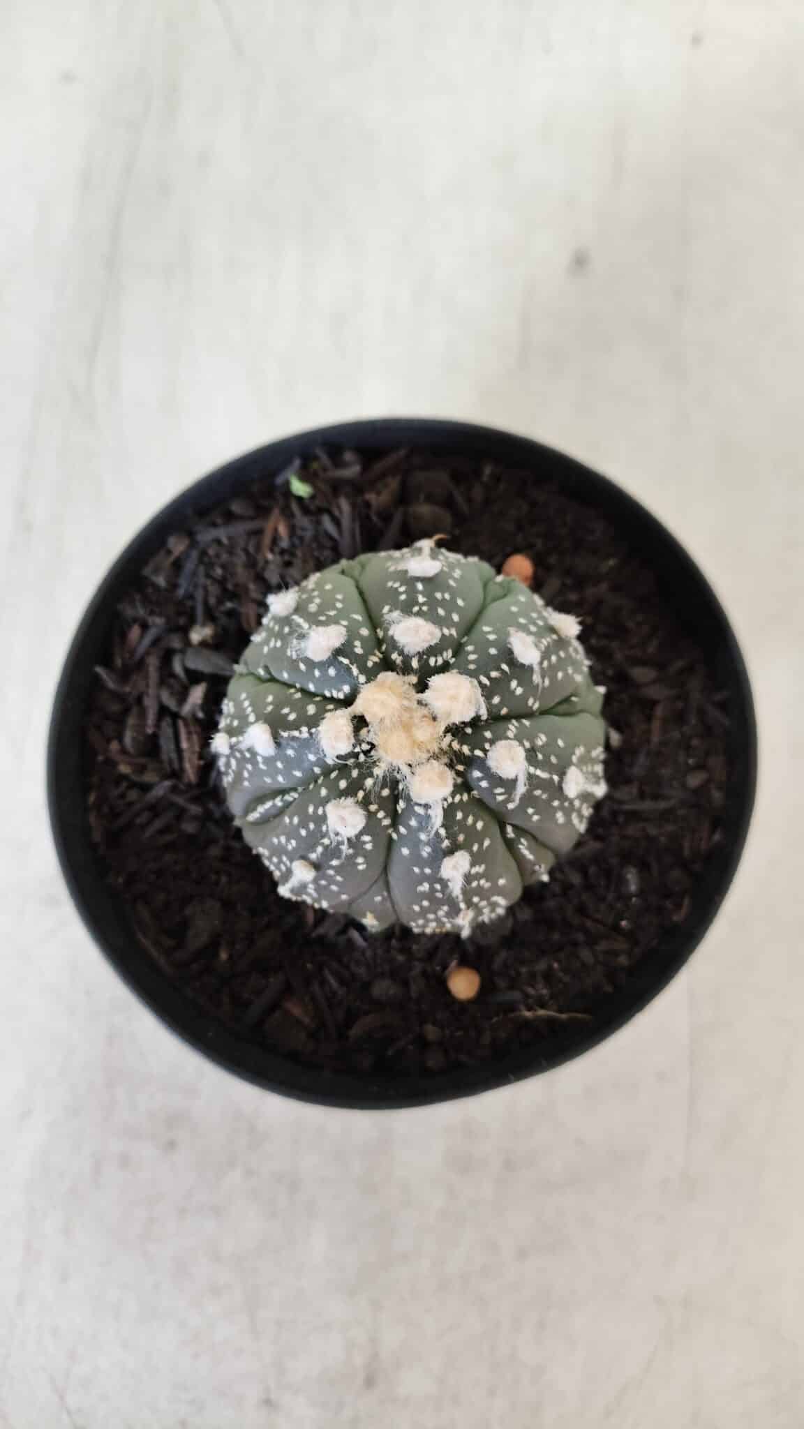 ASTROPHYTUM ASTERIAS Nº 893 – vaso 09