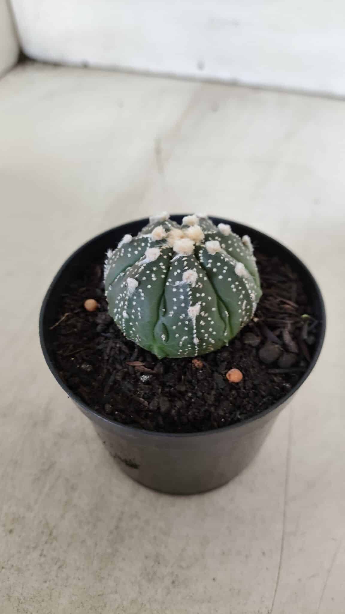 ASTROPHYTUM ASTERIAS Nº 893 – vaso 09