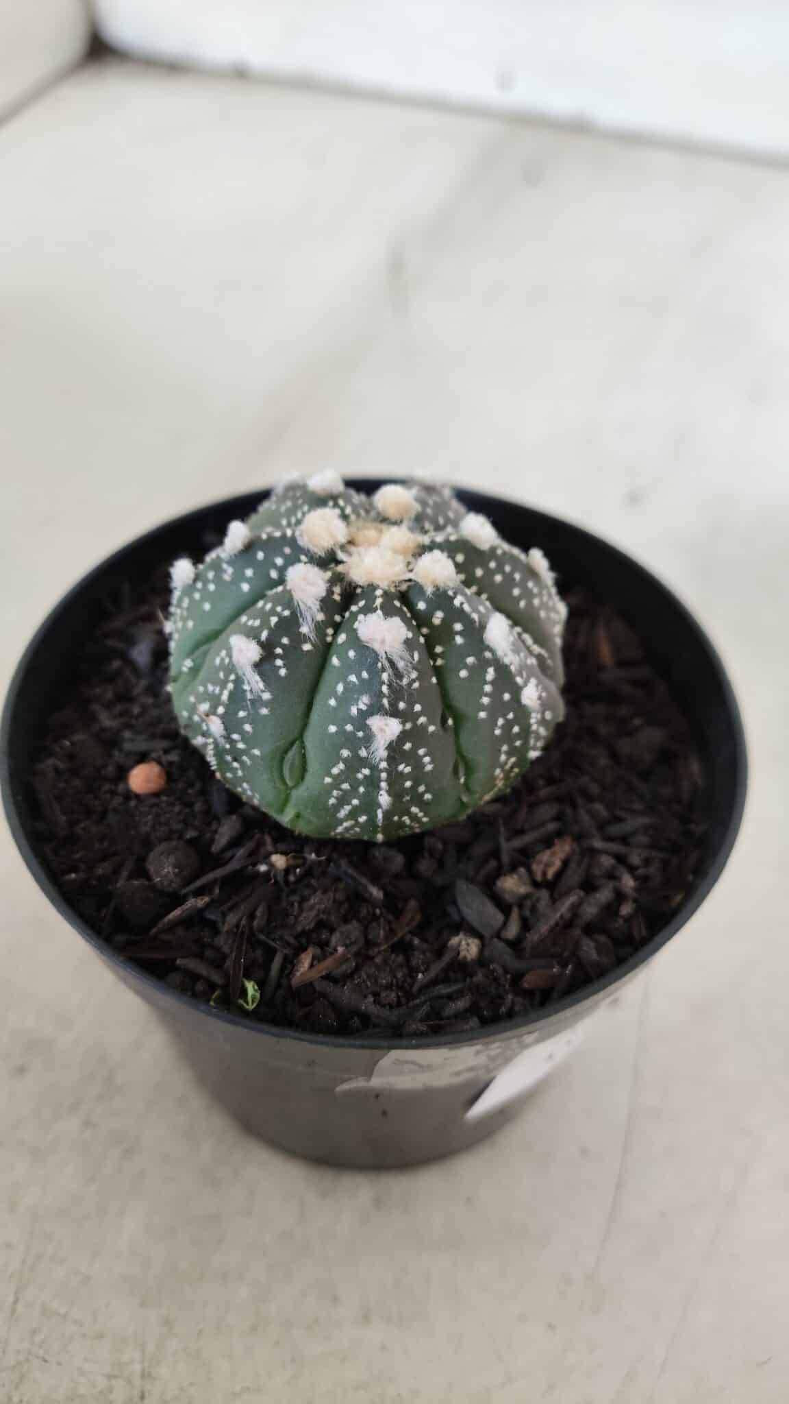 ASTROPHYTUM ASTERIAS Nº 893 – vaso 09