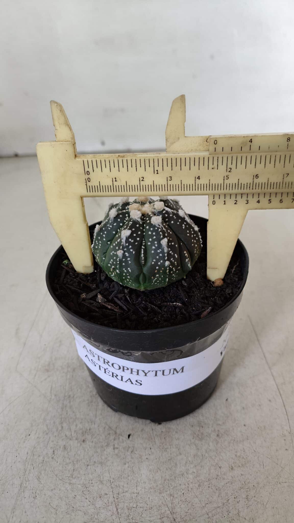 ASTROPHYTUM ASTERIAS Nº 893 – vaso 09