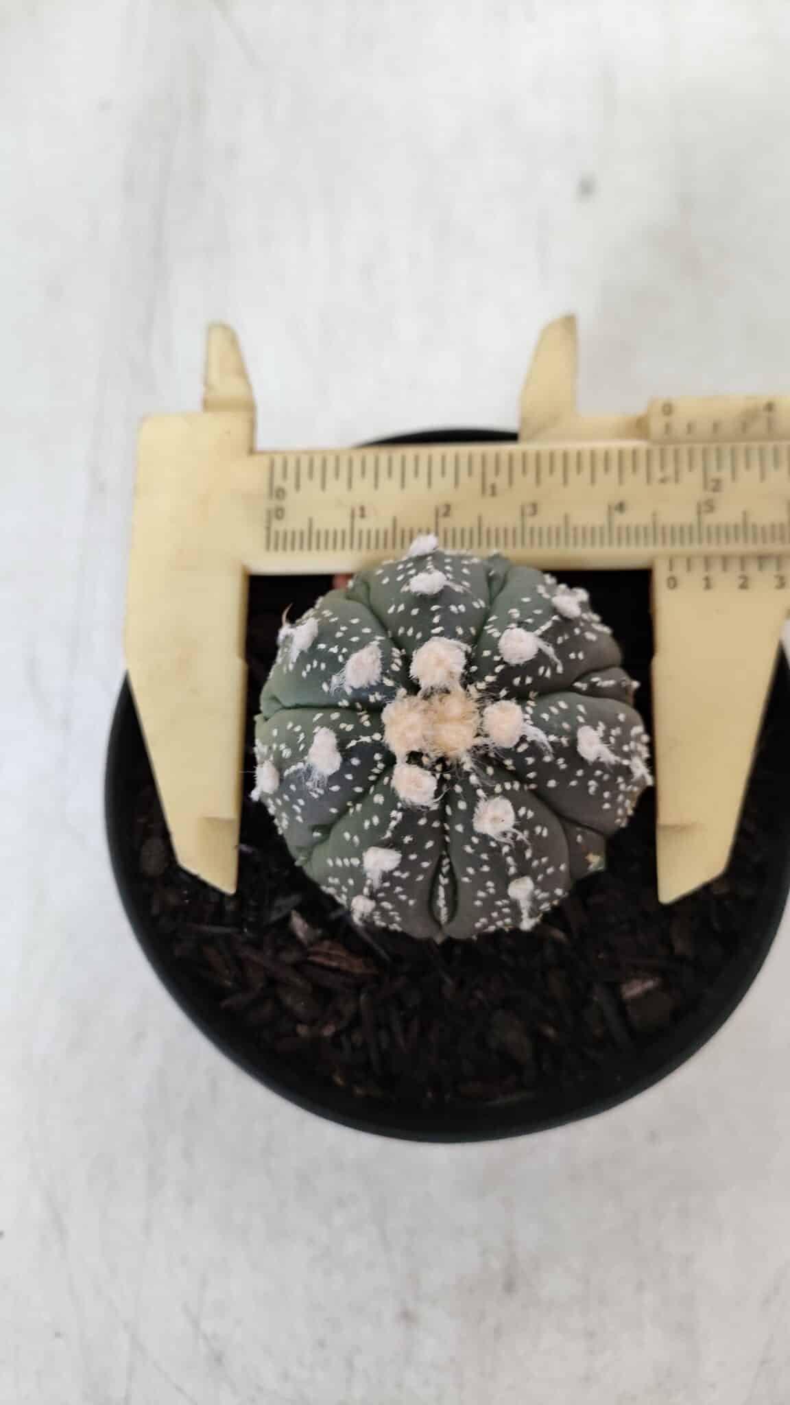 ASTROPHYTUM ASTERIAS Nº 893 – vaso 09