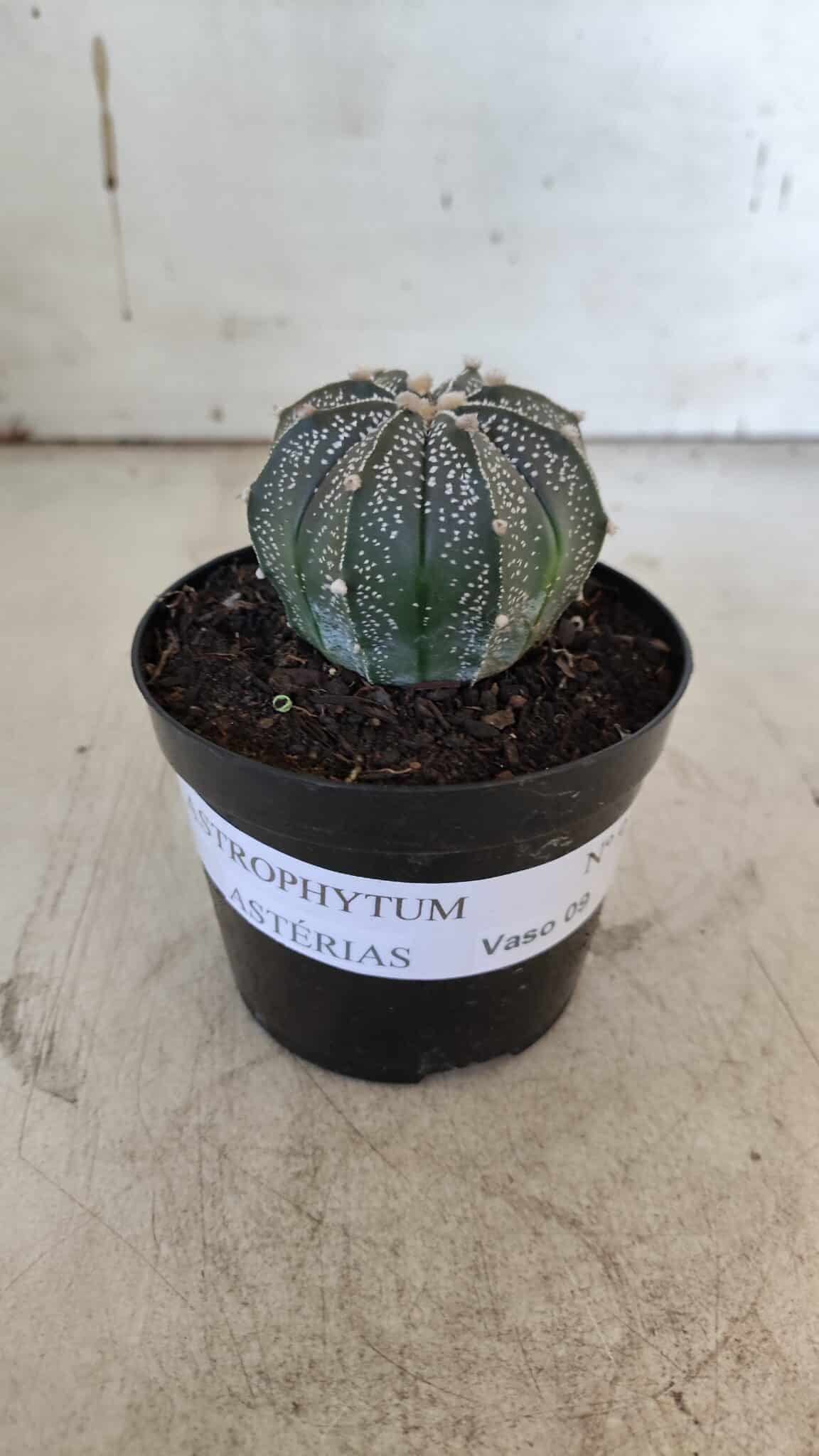 ASTROPHYTUM ASTERIAS Nº 951 – vaso 09