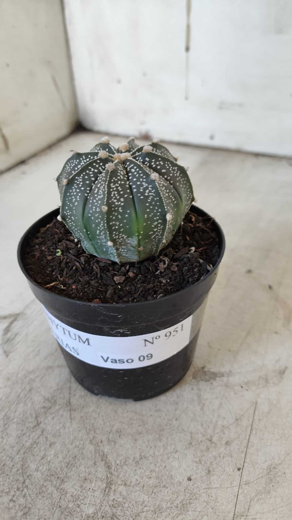 ASTROPHYTUM ASTERIAS Nº 951 – vaso 09