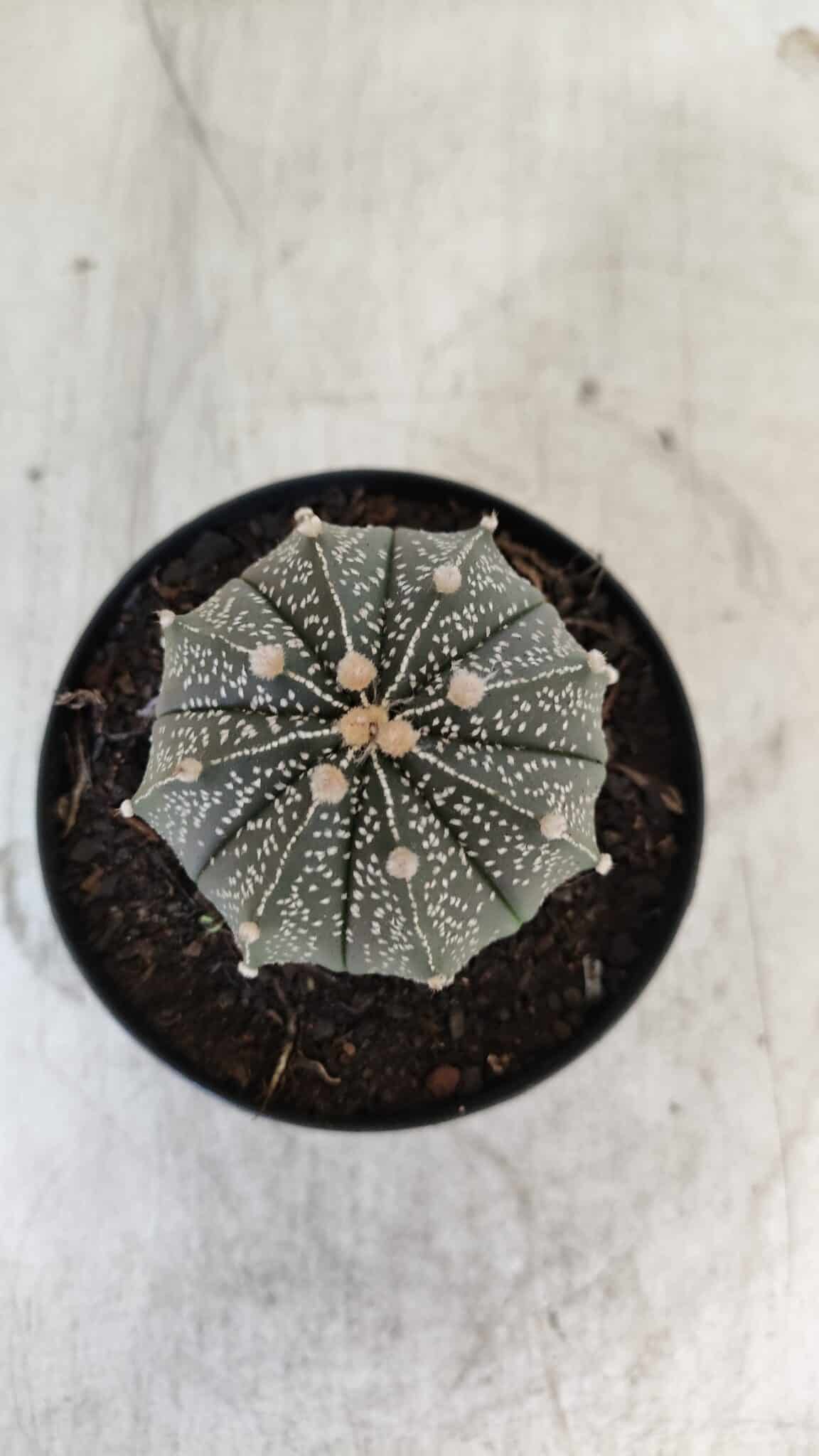ASTROPHYTUM ASTERIAS Nº 951 – vaso 09