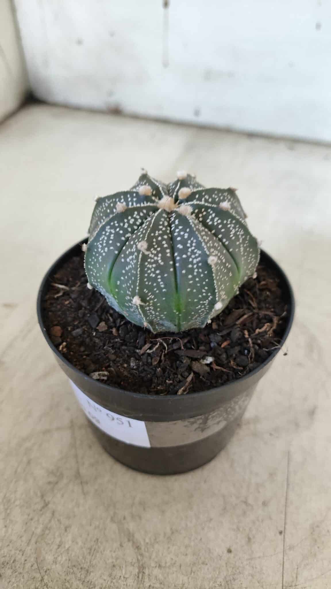 ASTROPHYTUM ASTERIAS Nº 951 – vaso 09