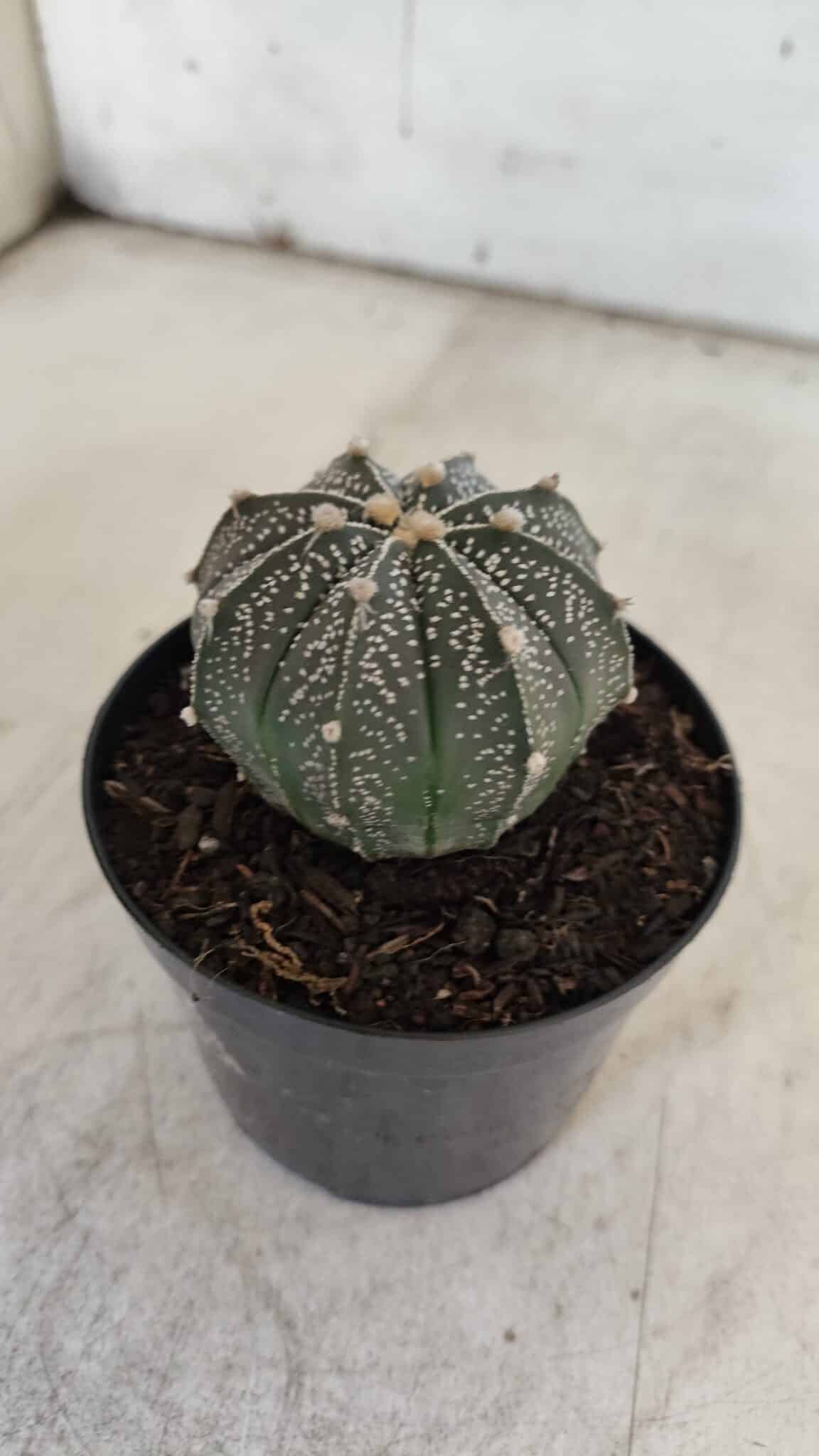 ASTROPHYTUM ASTERIAS Nº 951 – vaso 09