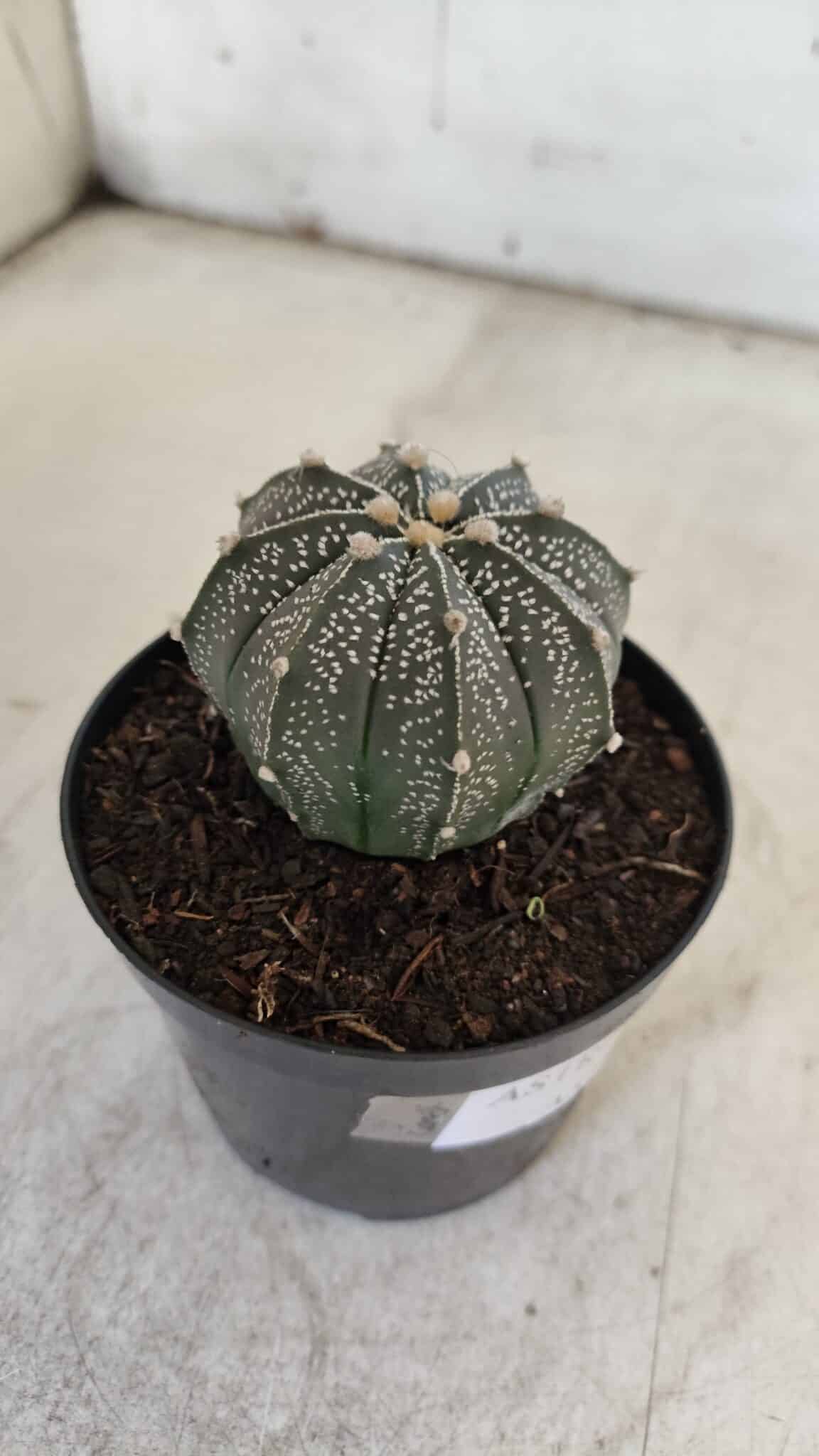 ASTROPHYTUM ASTERIAS Nº 951 – vaso 09