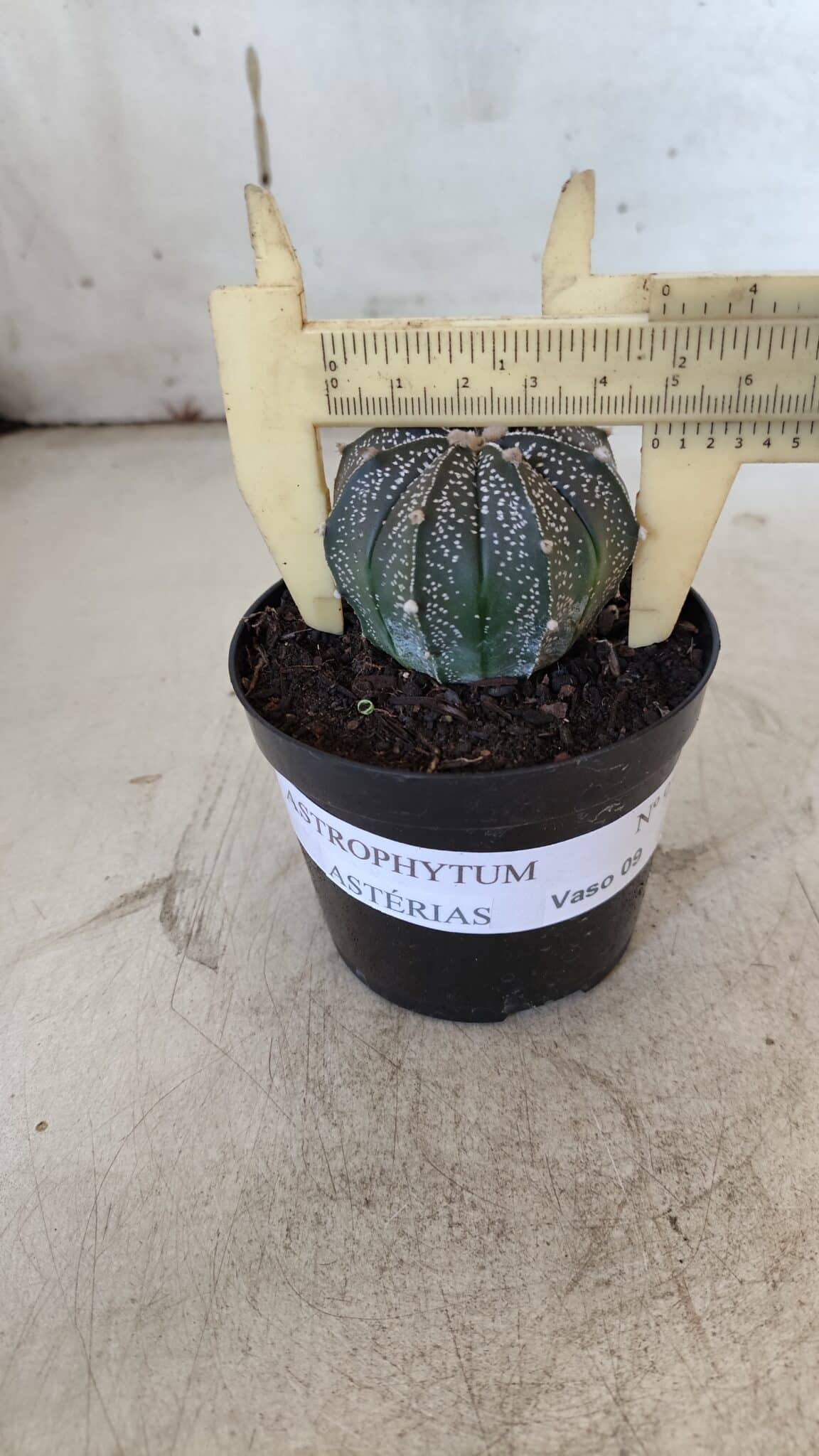 ASTROPHYTUM ASTERIAS Nº 951 – vaso 09