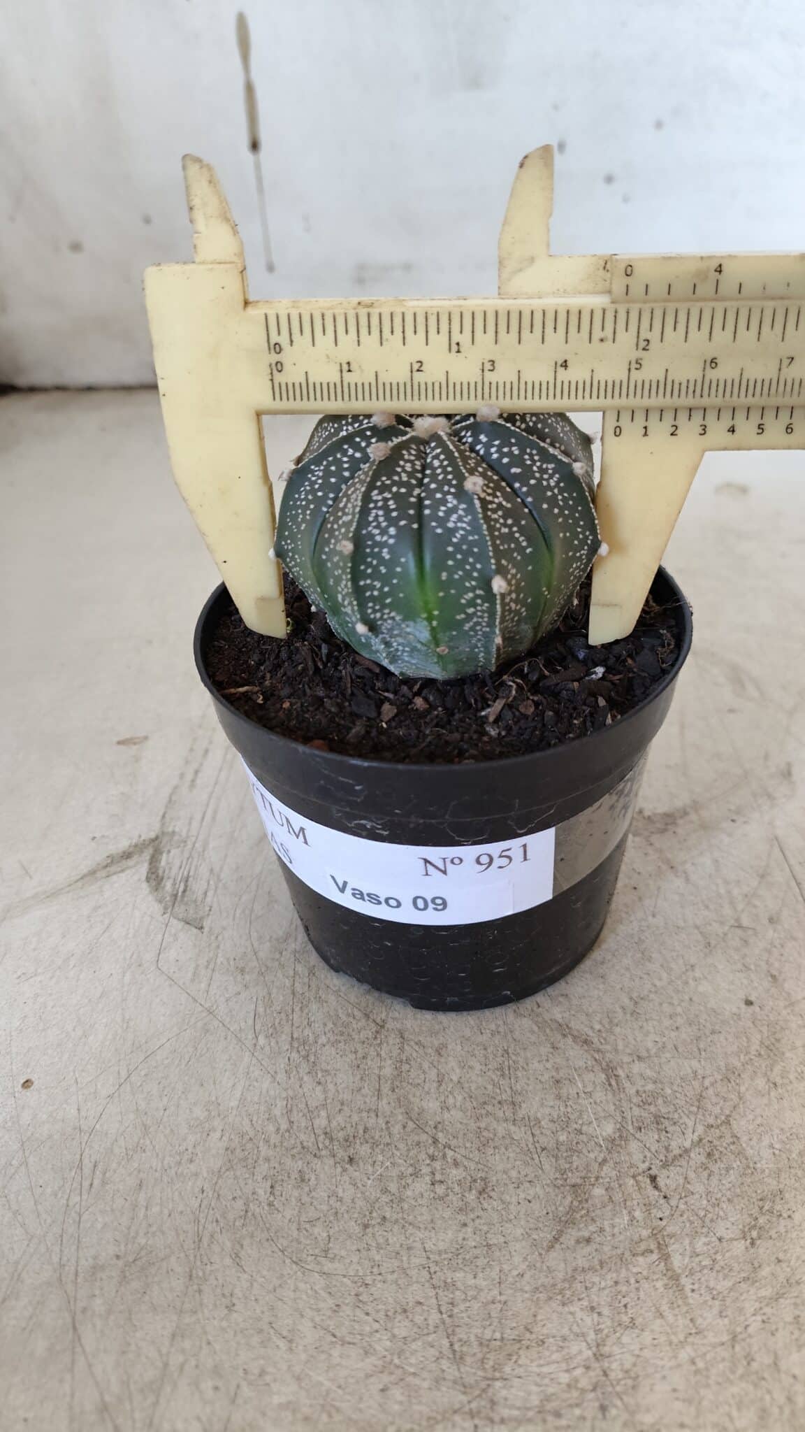 ASTROPHYTUM ASTERIAS Nº 951 – vaso 09