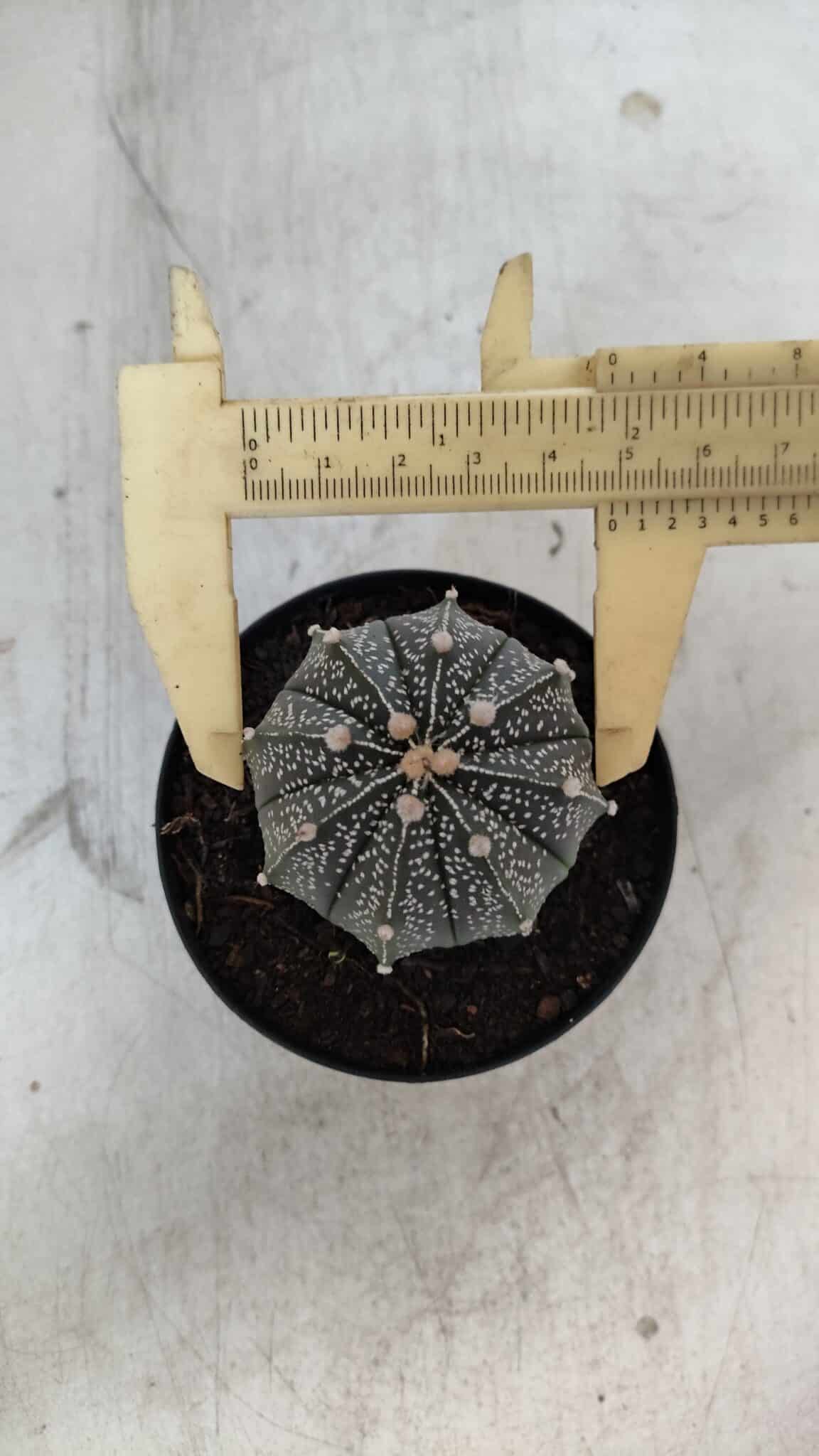 ASTROPHYTUM ASTERIAS Nº 951 – vaso 09