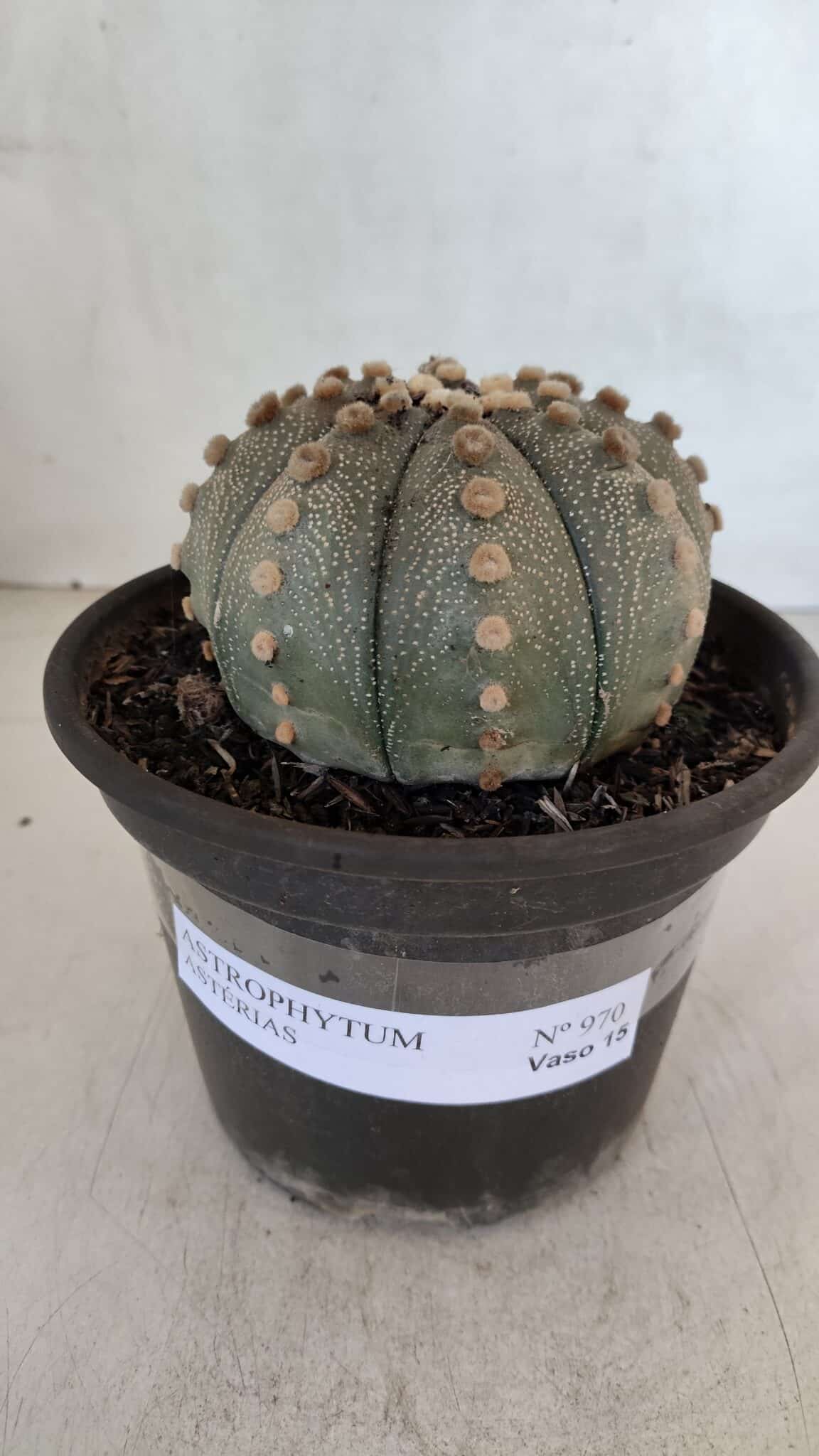 ASTROPHYTUM ASTERIAS  Nº 970 – vaso 15 - foto 2