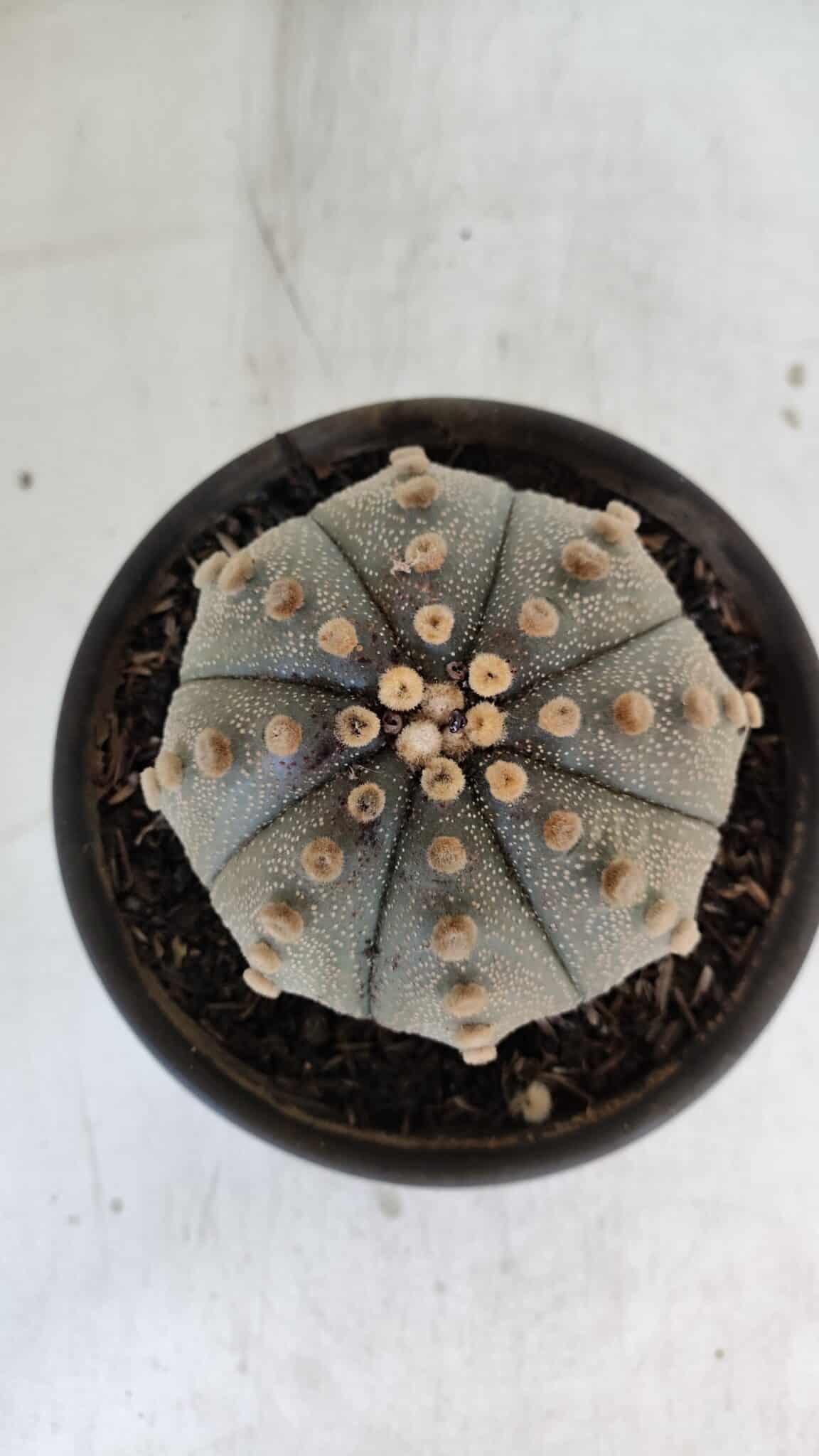 ASTROPHYTUM ASTERIAS  Nº 970 – vaso 15 - foto 3