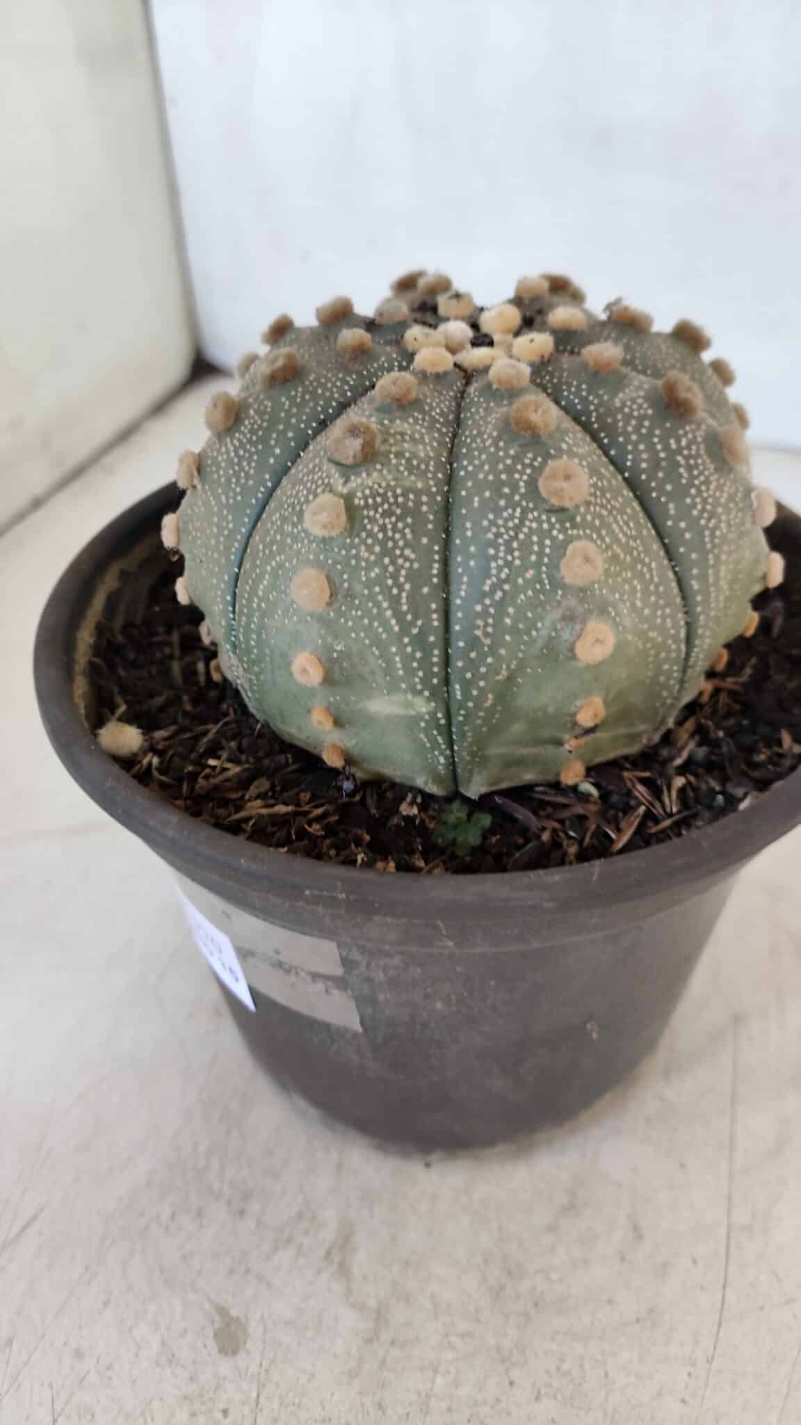 ASTROPHYTUM ASTERIAS  Nº 970 – vaso 15 - foto 9