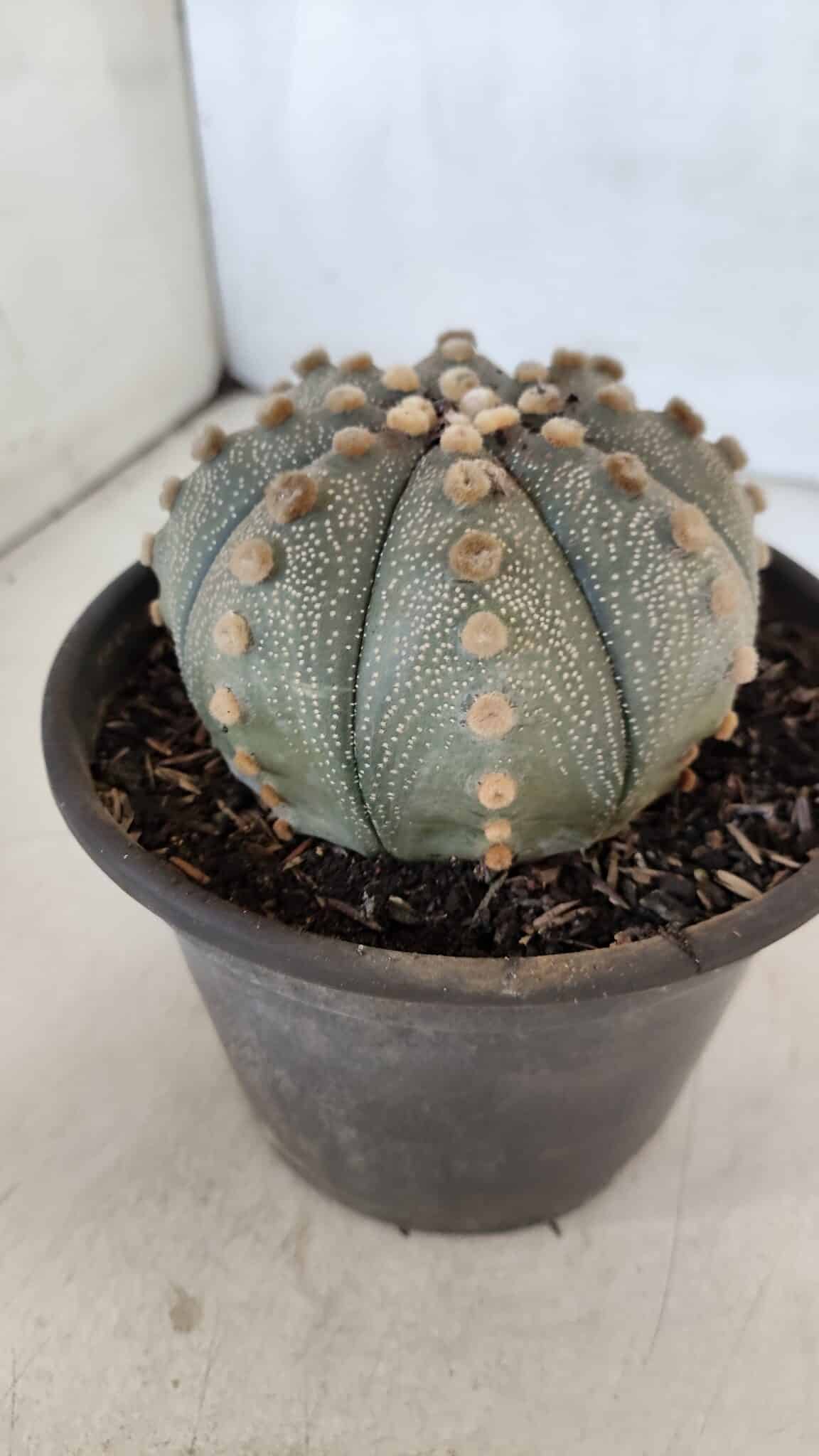 ASTROPHYTUM ASTERIAS  Nº 970 – vaso 15 - foto 8