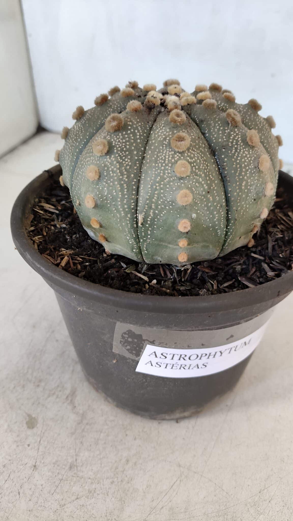 ASTROPHYTUM ASTERIAS  Nº 970 – vaso 15 - foto 7