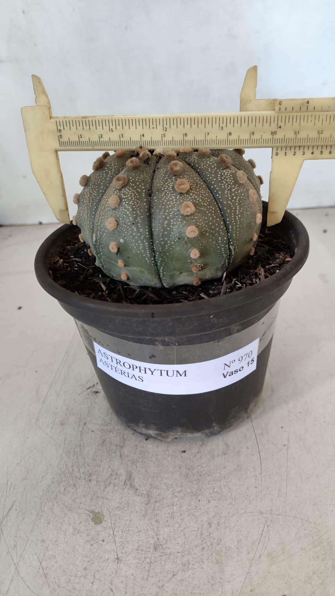 ASTROPHYTUM ASTERIAS  Nº 970 – vaso 15 - foto 4